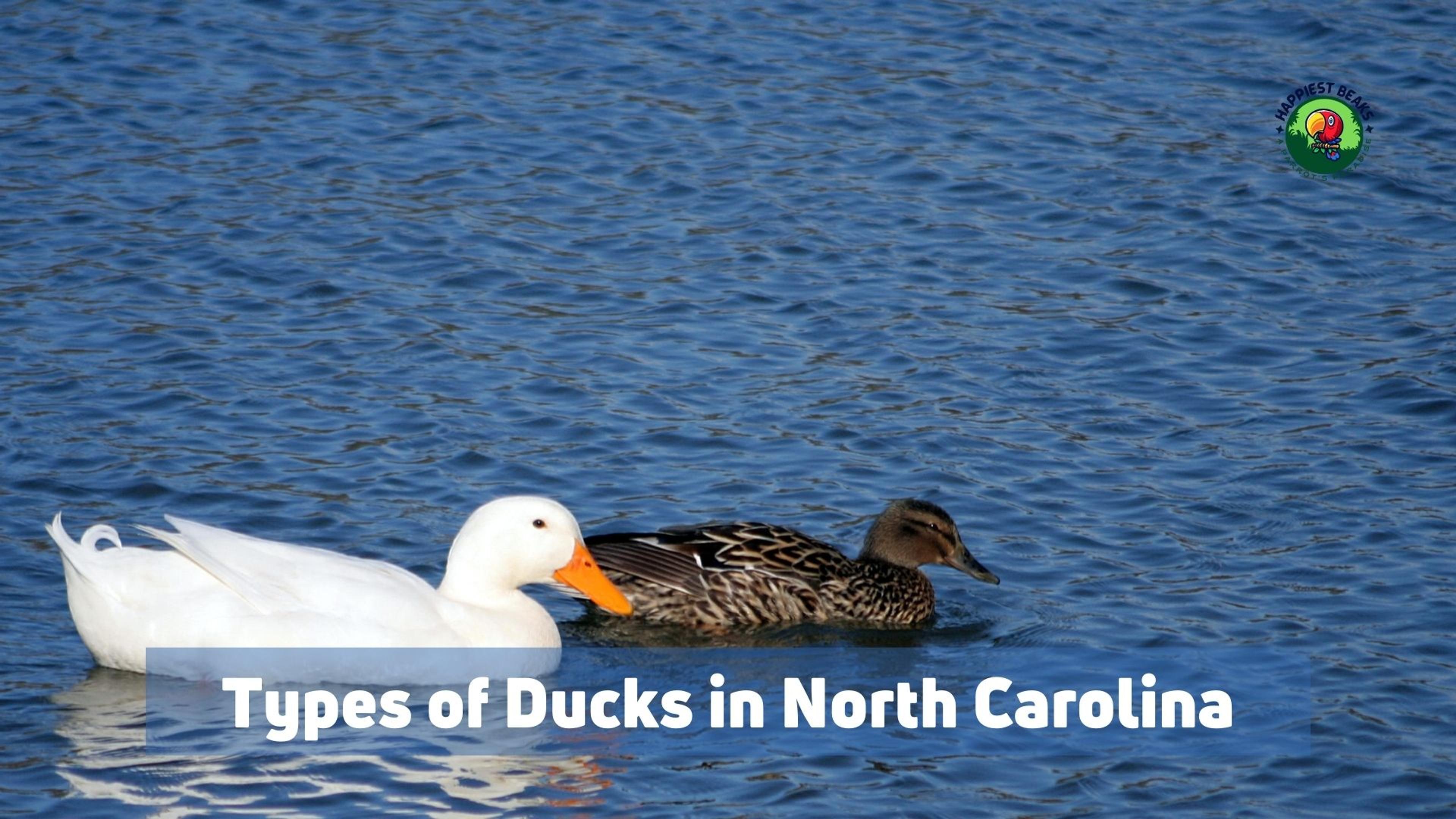 Types of Ducks in North Carolina