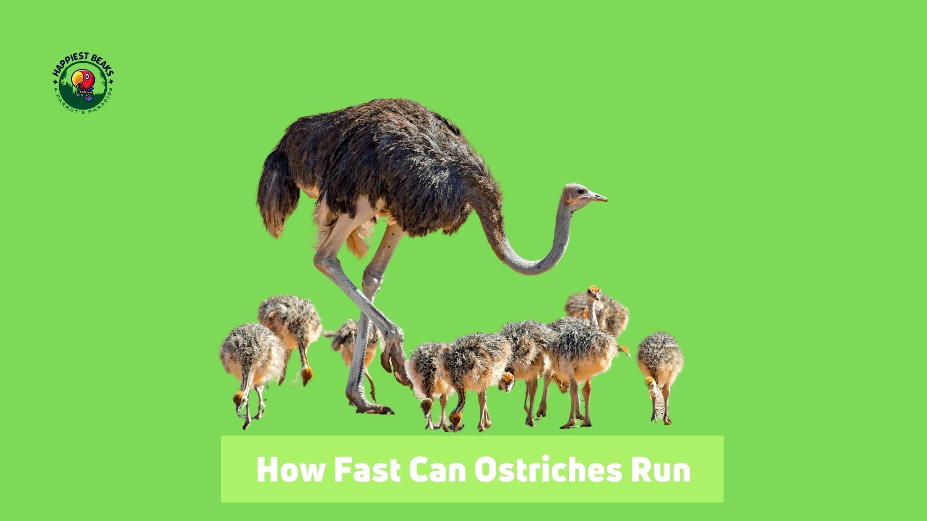 How Fast Can Ostriches Run