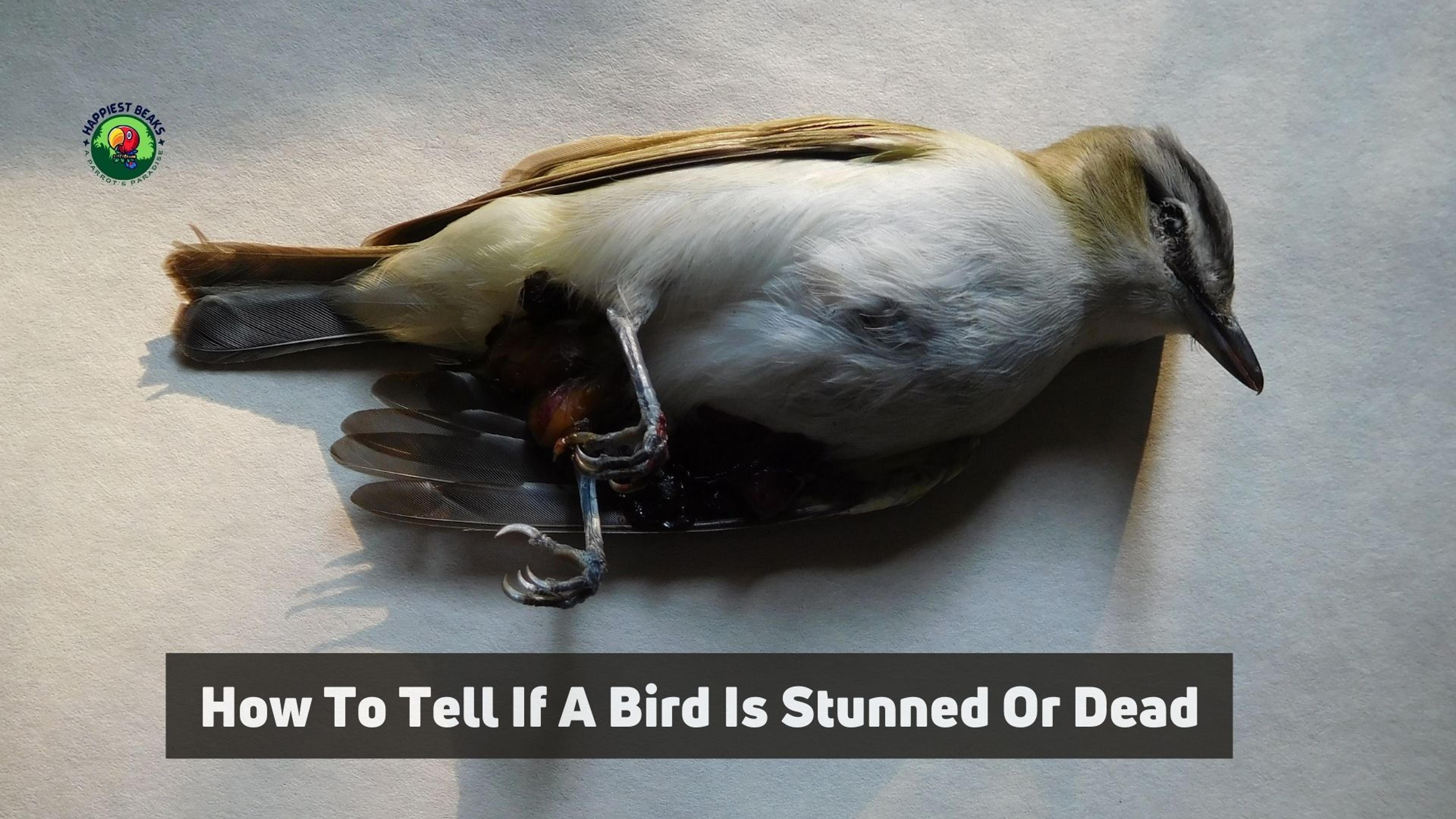 How To Tell If A Bird Is Stunned Or Dead
