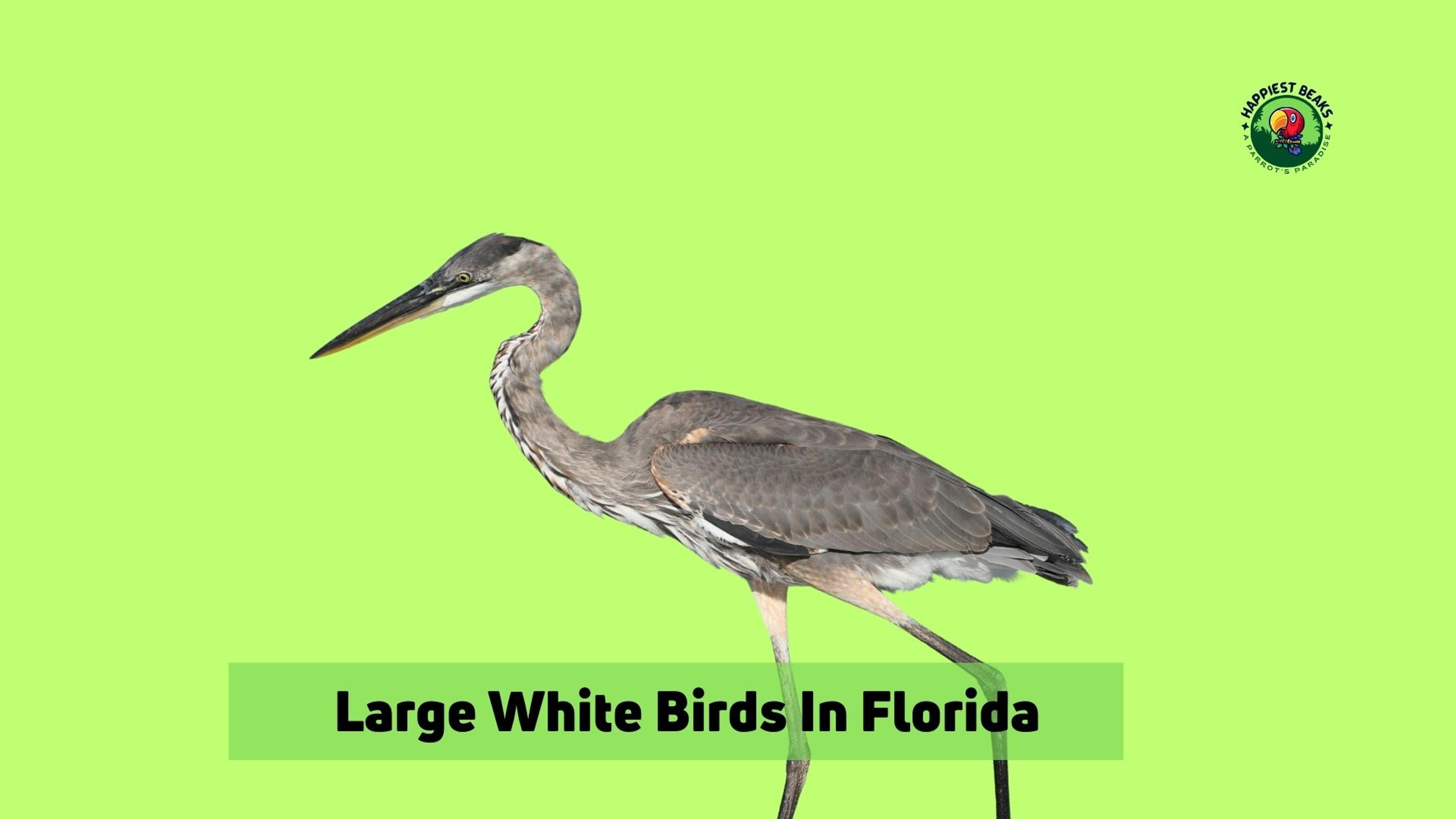 Large White Birds In Florida