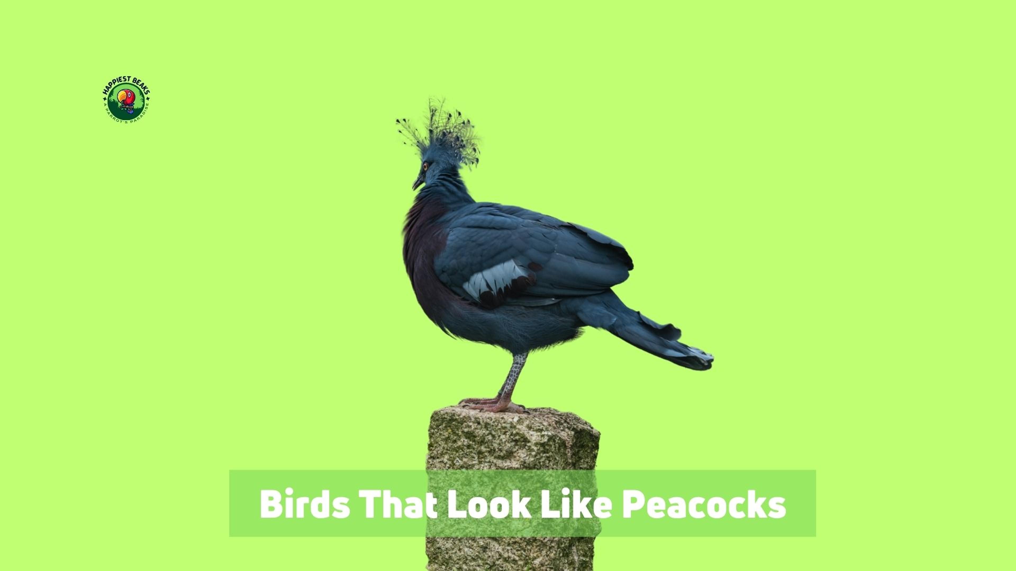 Birds That Look Like Peacocks