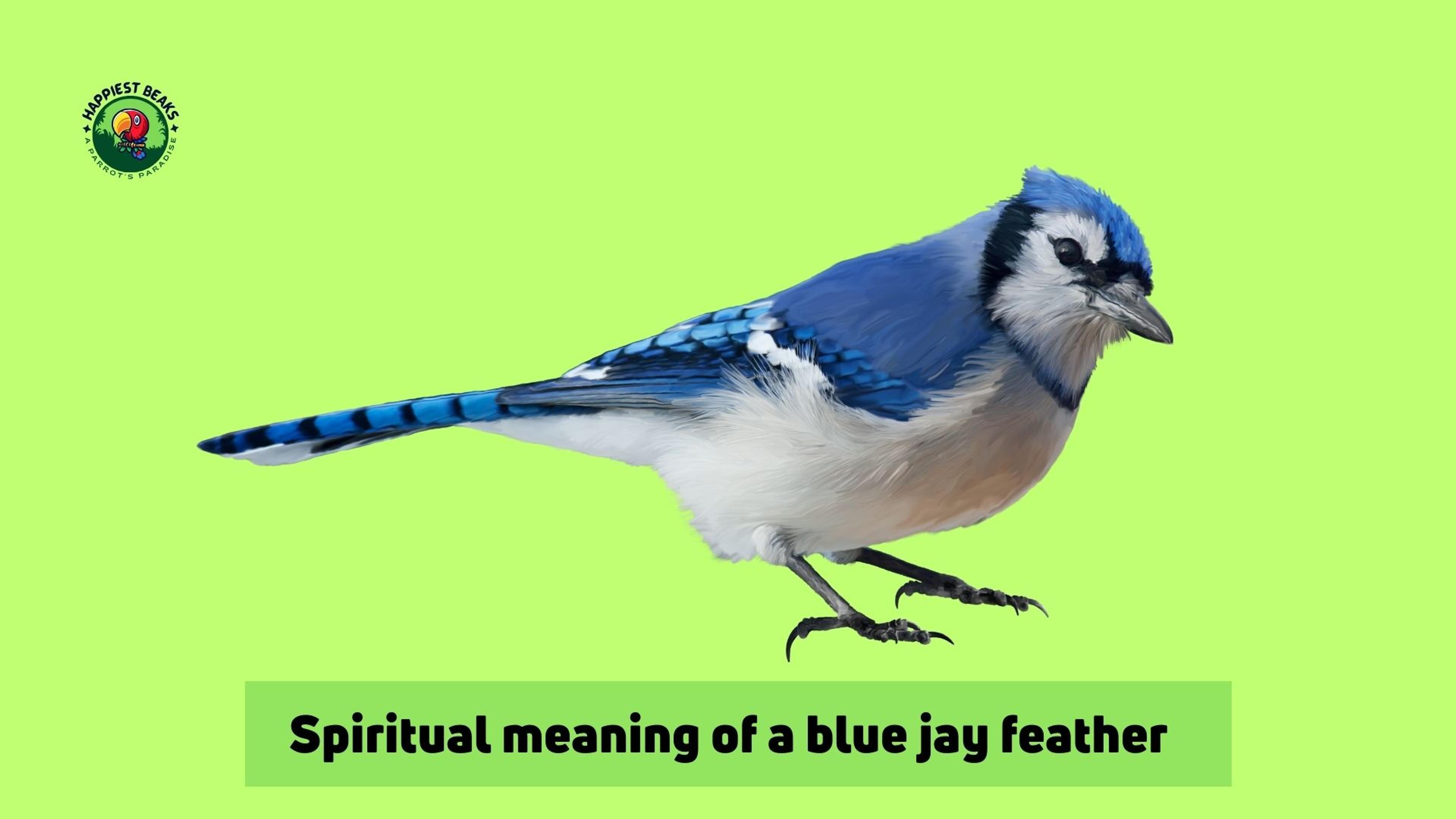 Spiritual Meaning of a Blue Jay Feather 