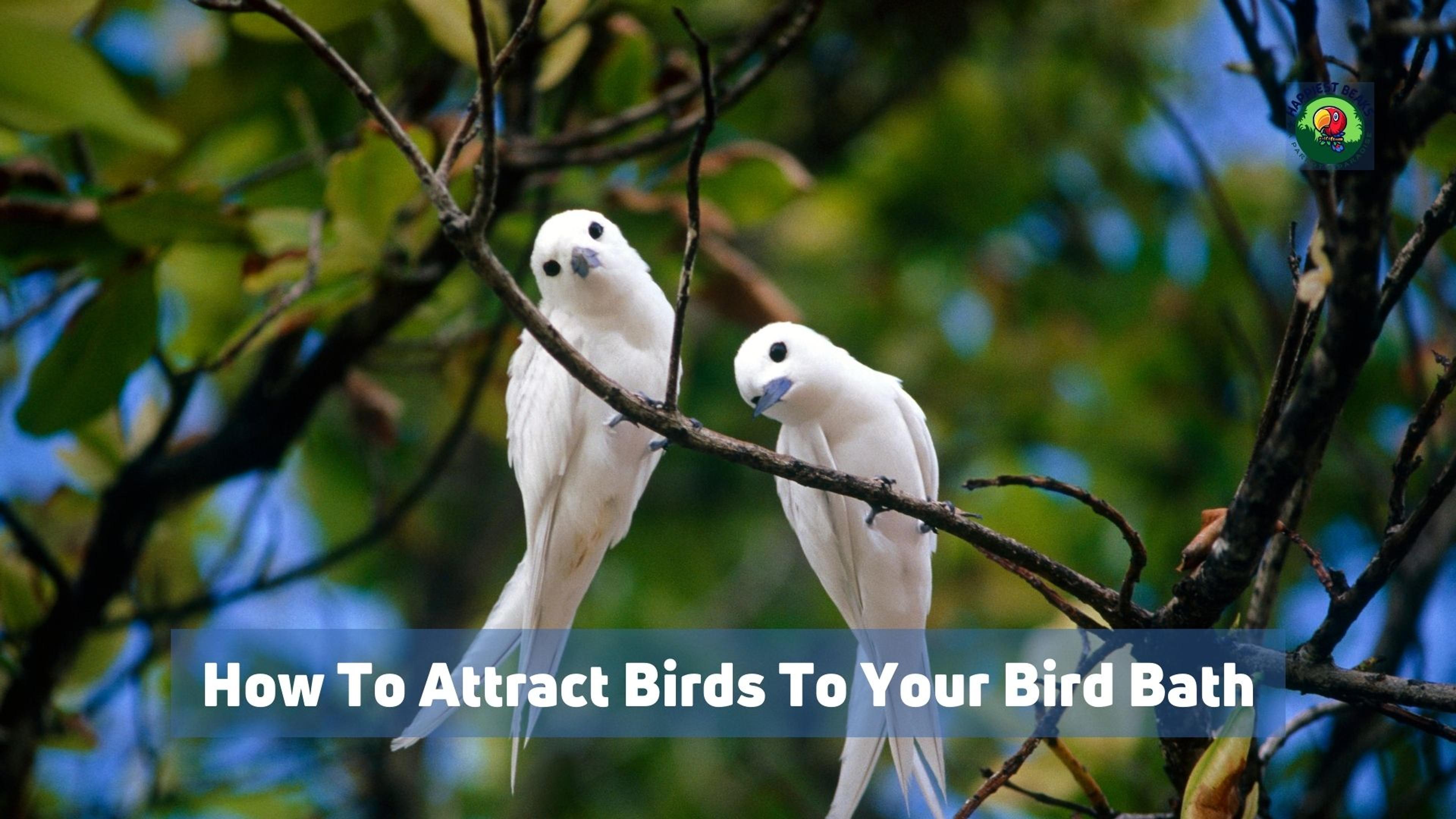 How To Attract Birds To Your Bird Bath