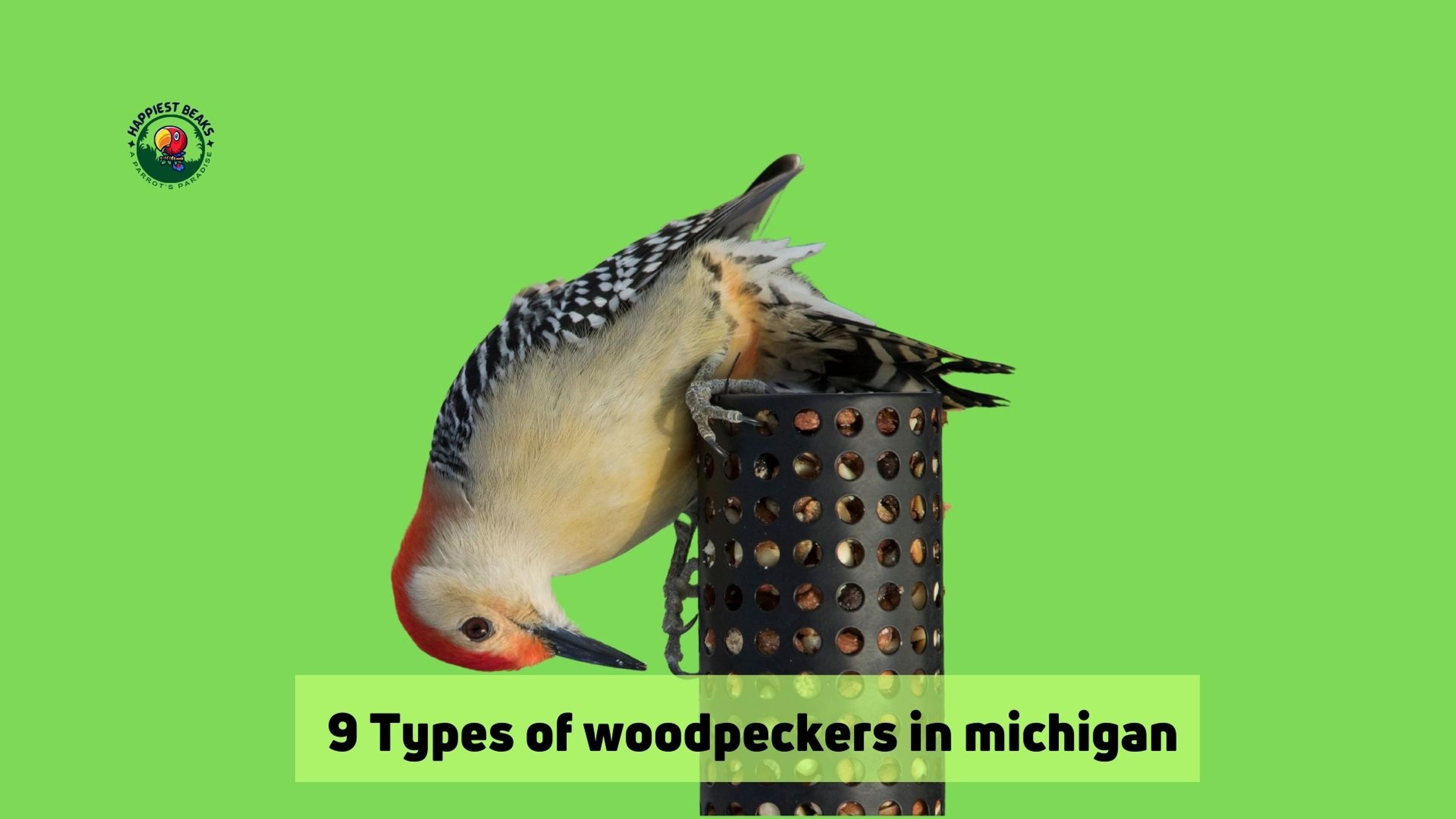 Types of Woodpeckers in Michigan