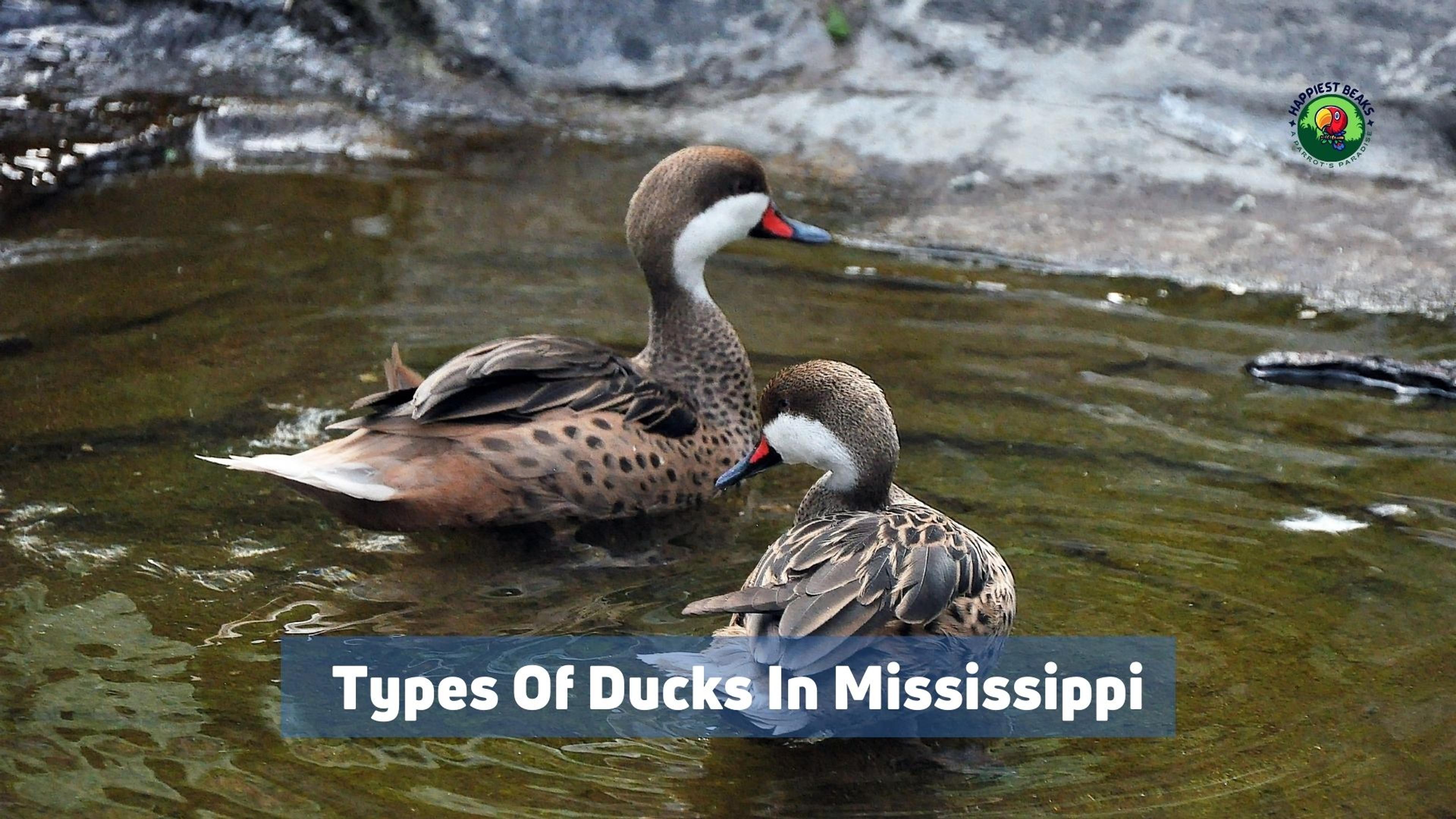 Types Of Ducks In Mississippi 