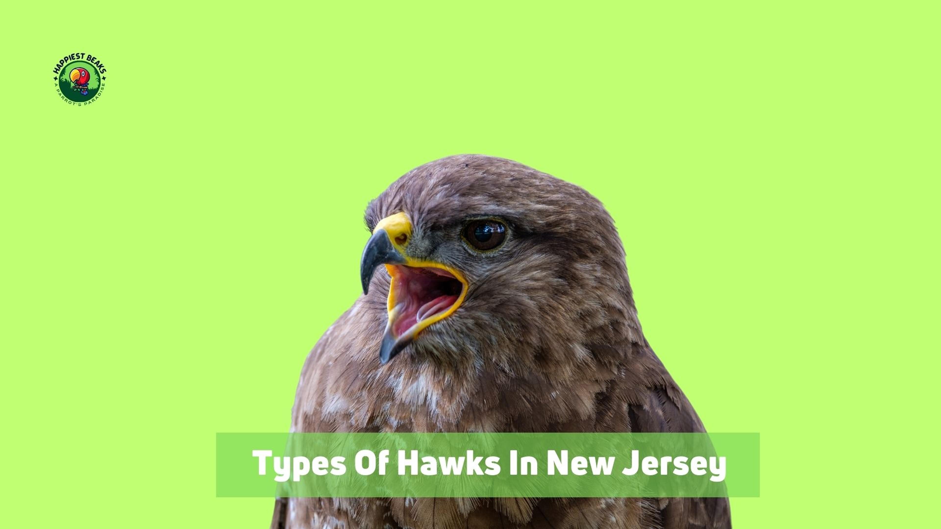 Types of Hawks in New Jersey