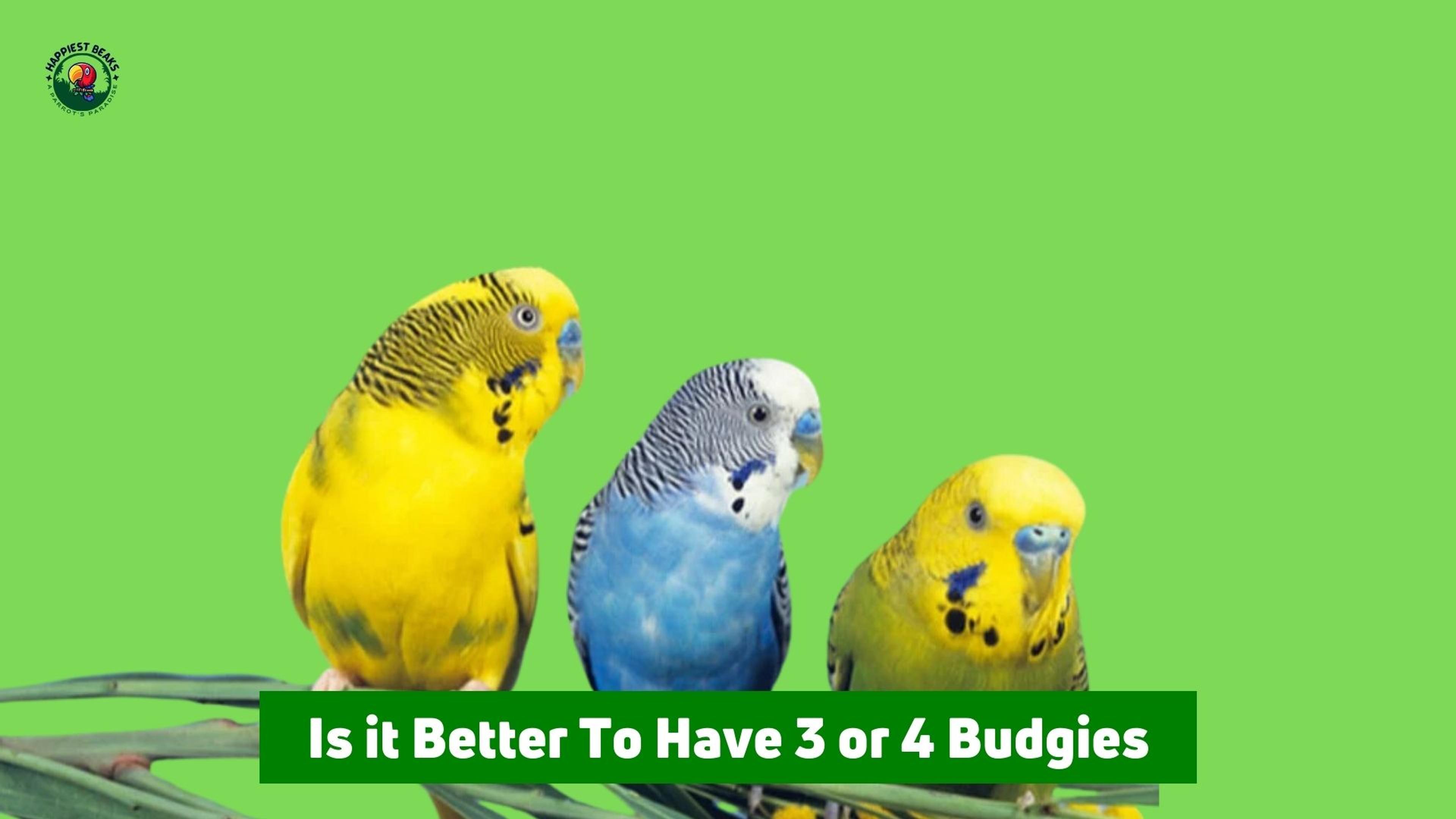Is It Better To Have 3 or 4 Budgies?