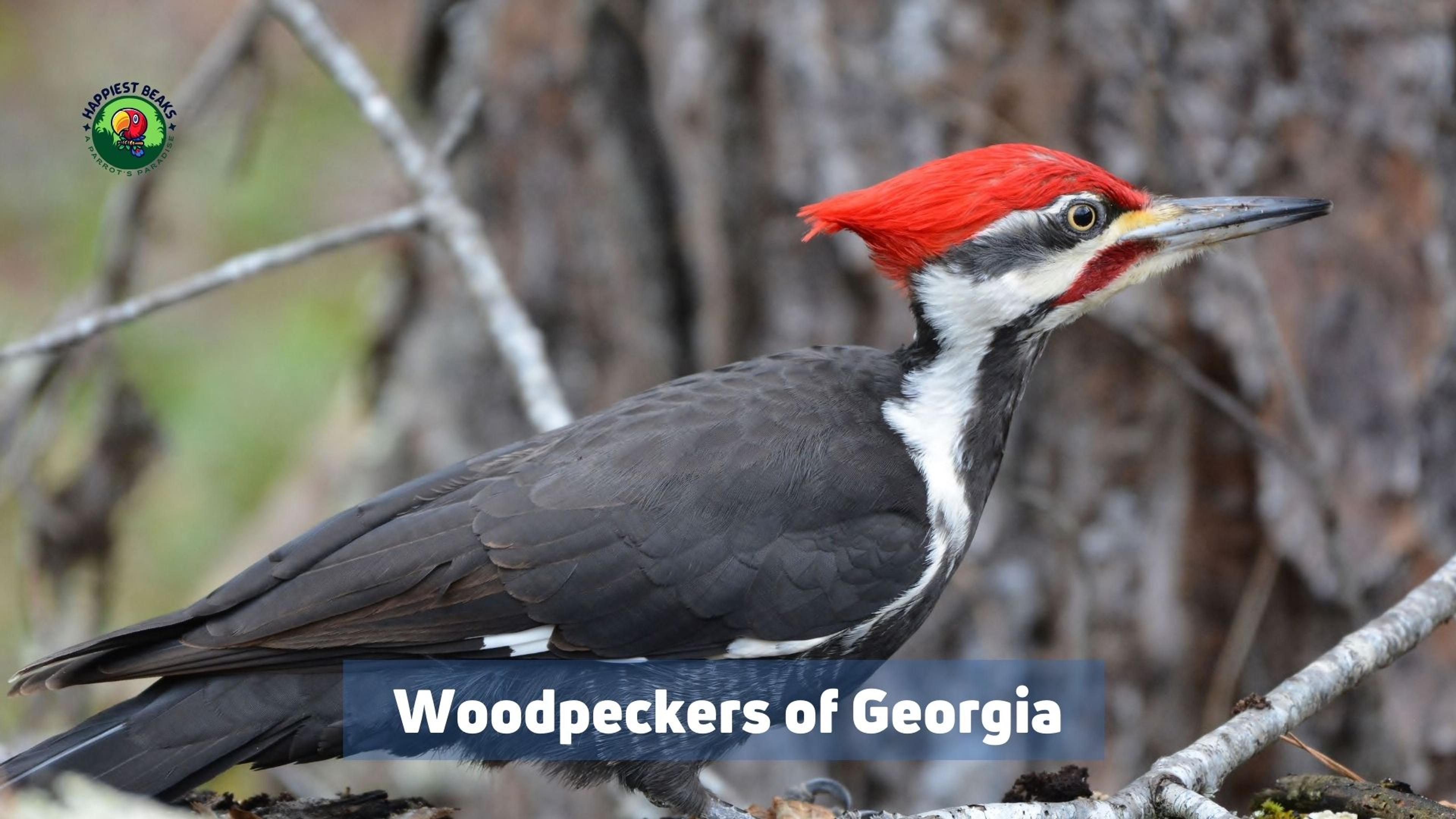 Woodpeckers of Georgia