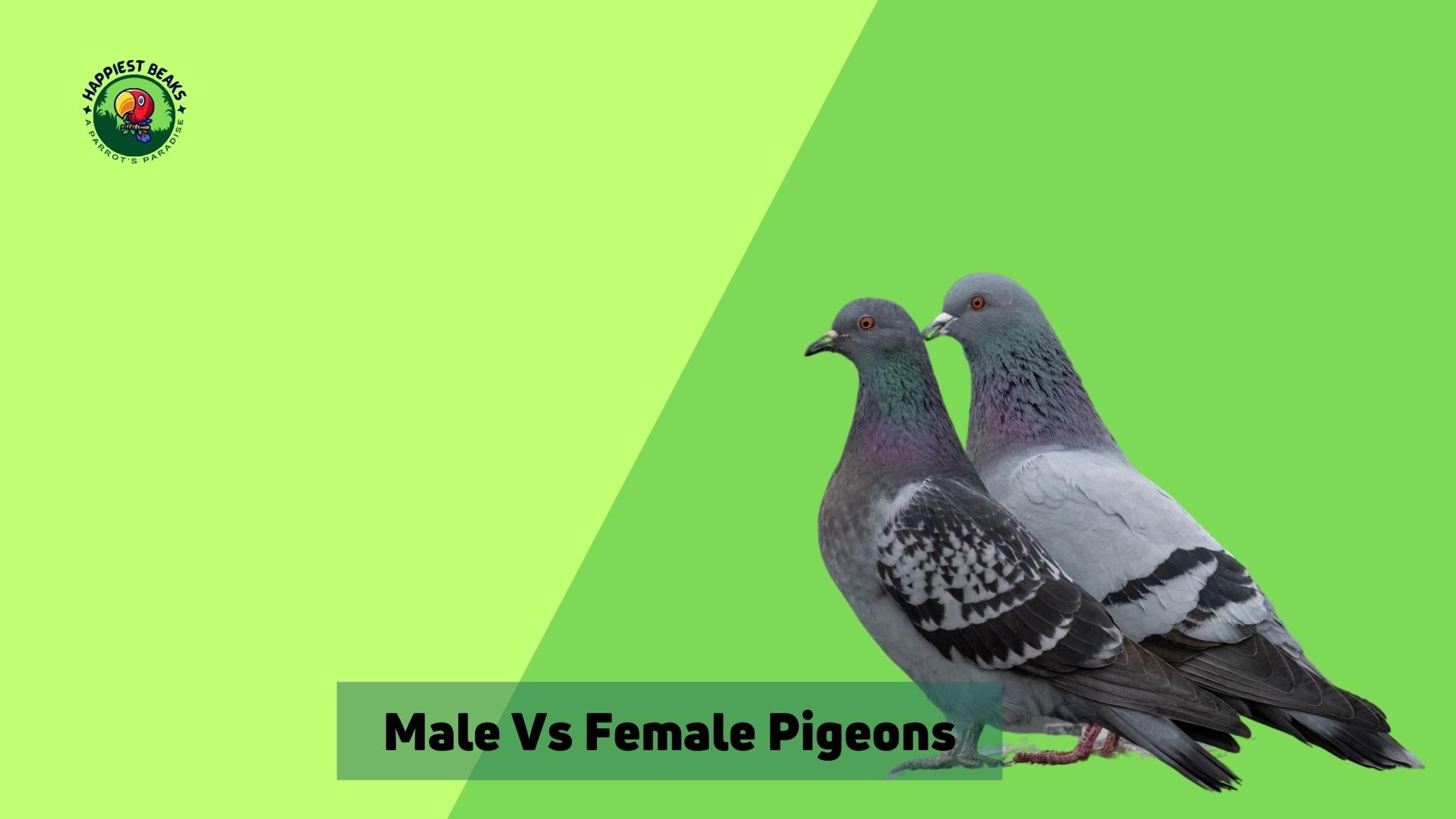 Male vs Female Pigeons