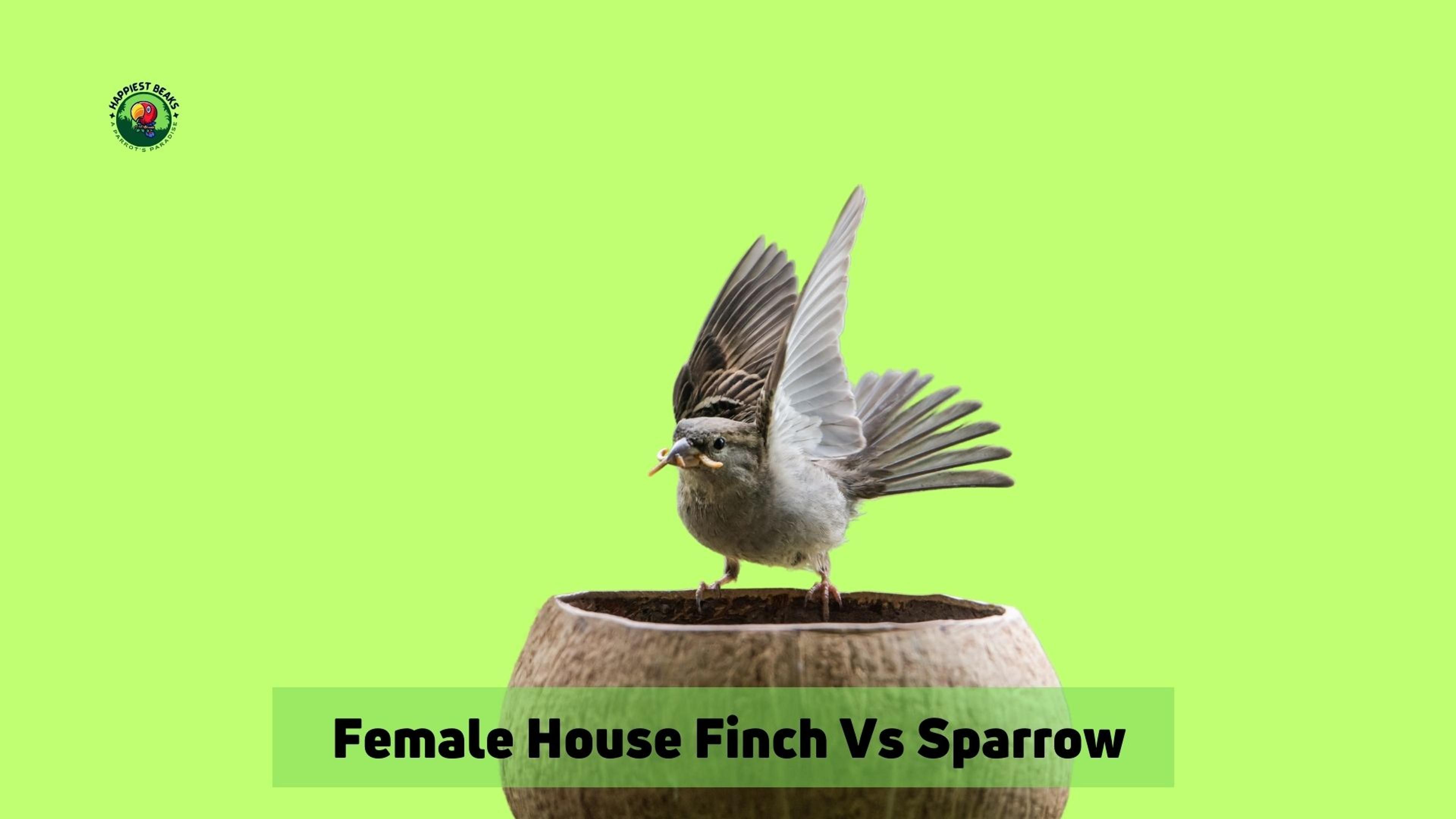 Female House Finch Vs Sparrow