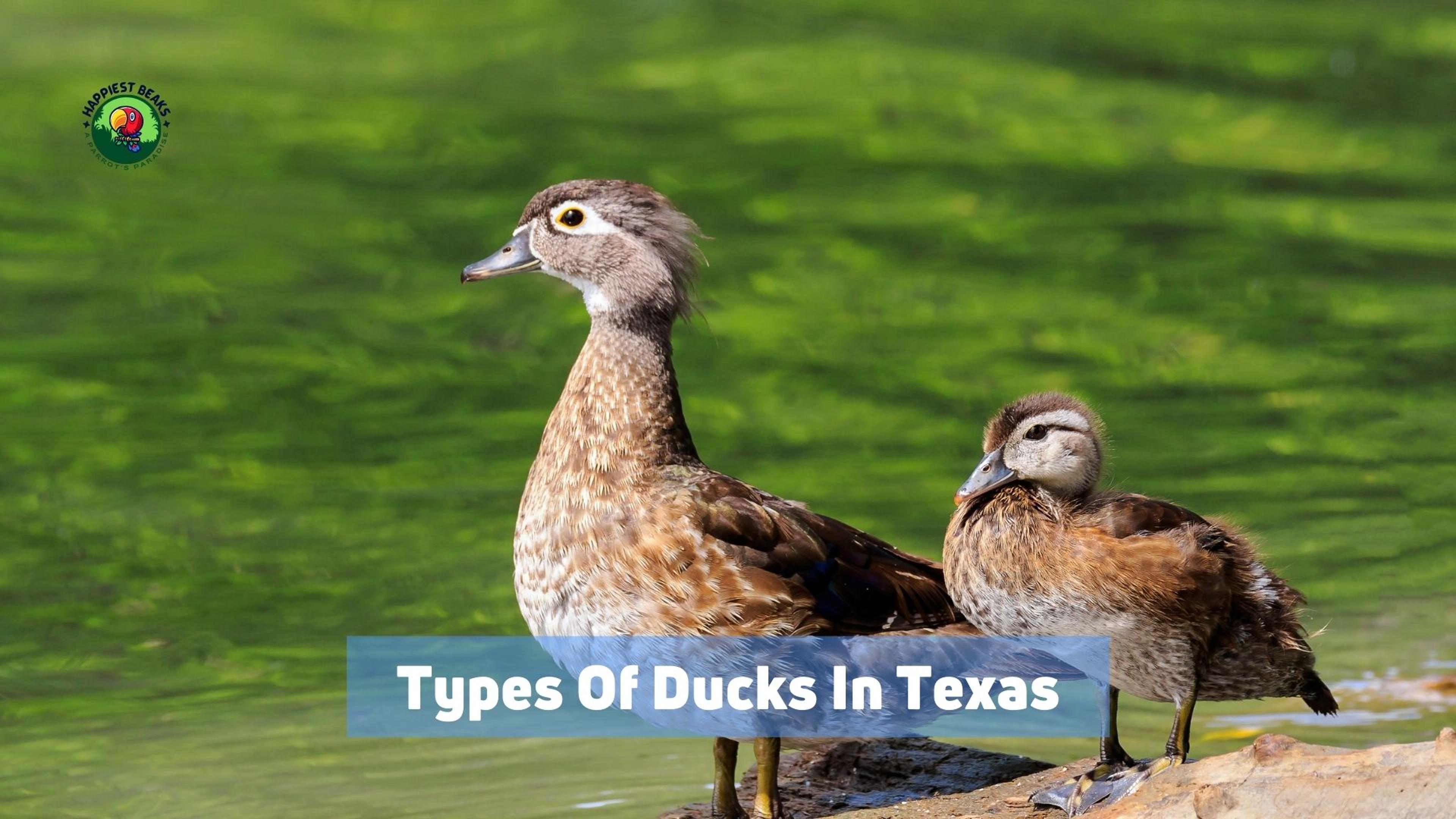 Types Of Ducks In Texas
