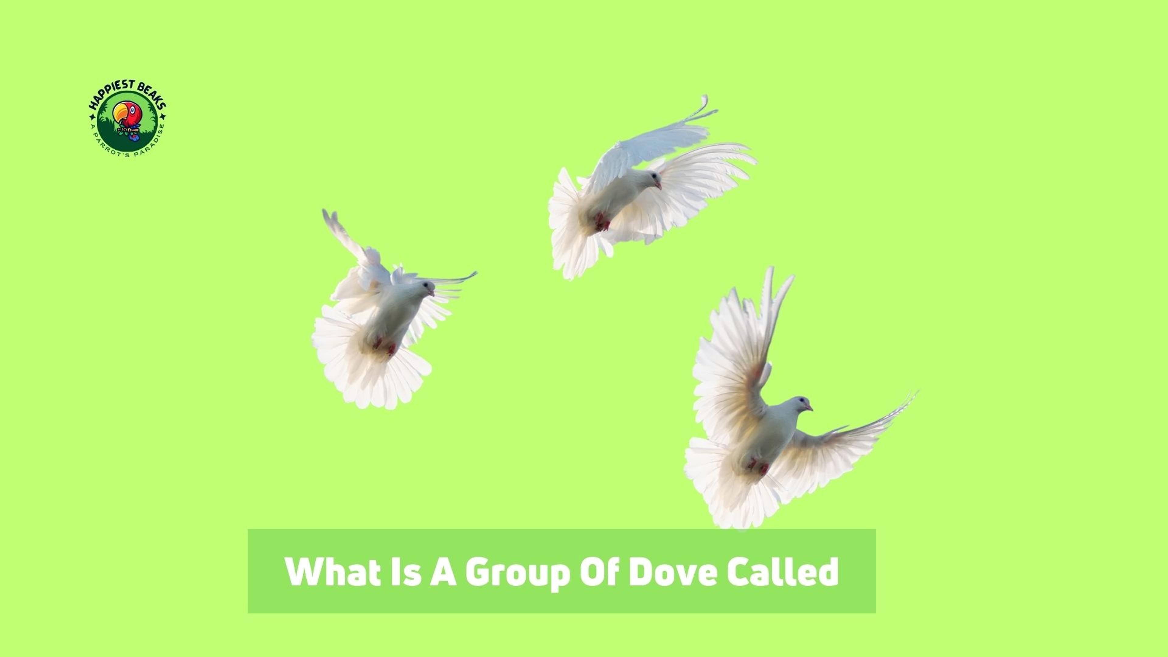 What is a Group of Doves Called? 