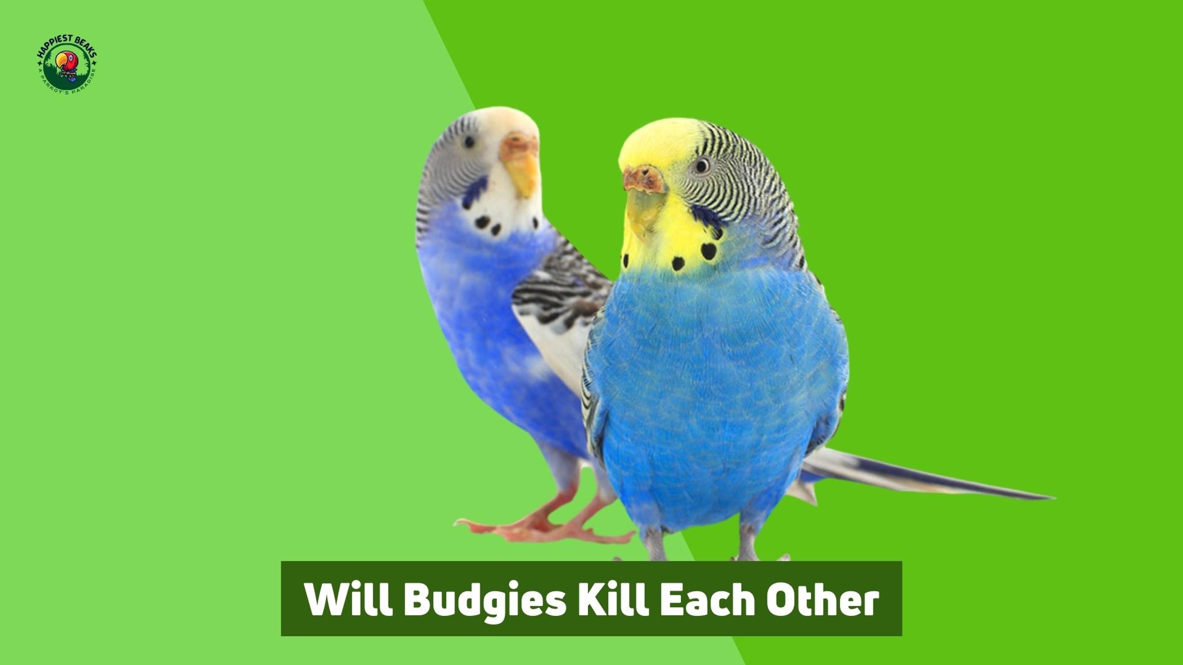 Will Budgies Kill Each Other