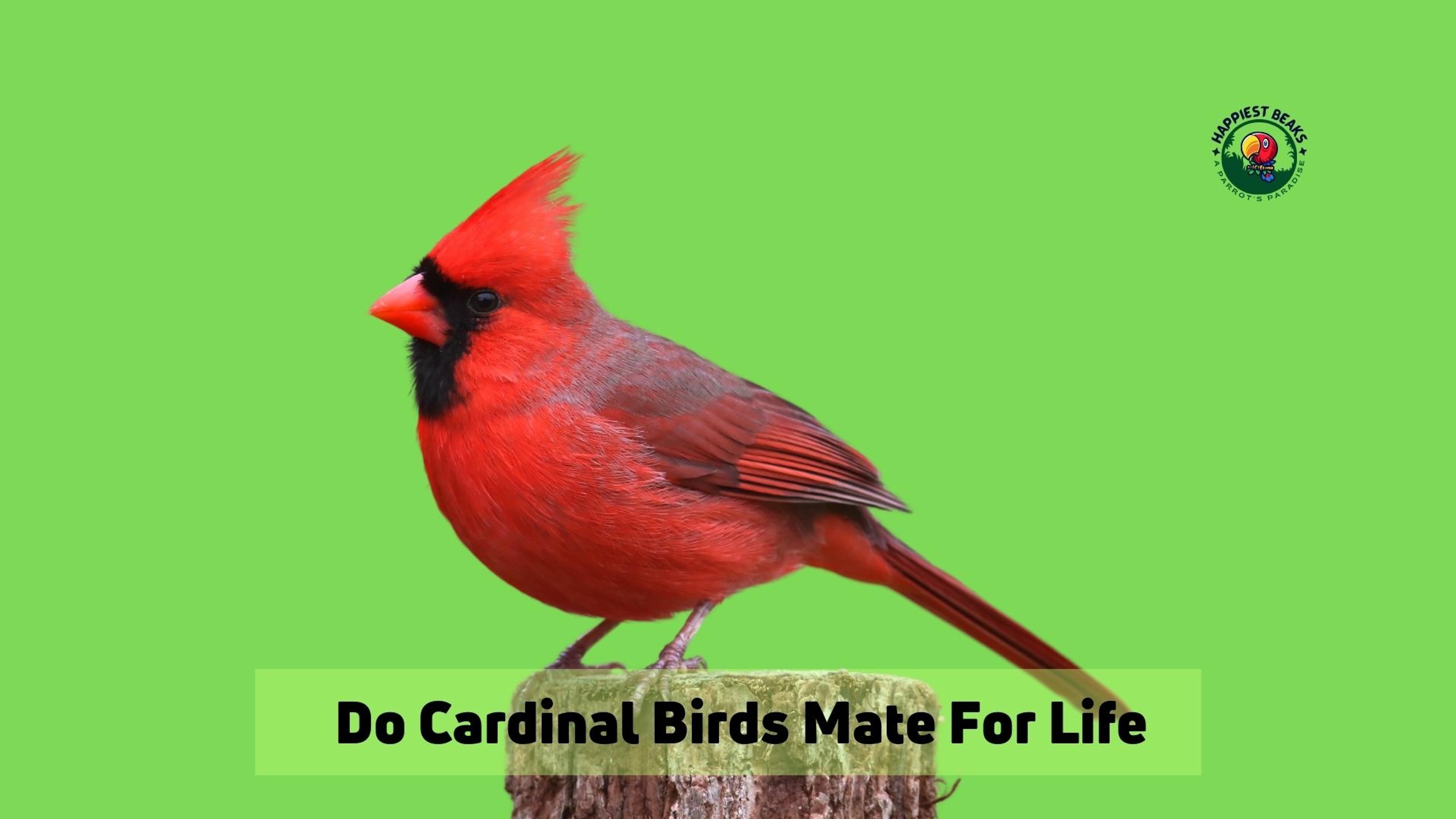 Do Cardinal Birds Mate For Life