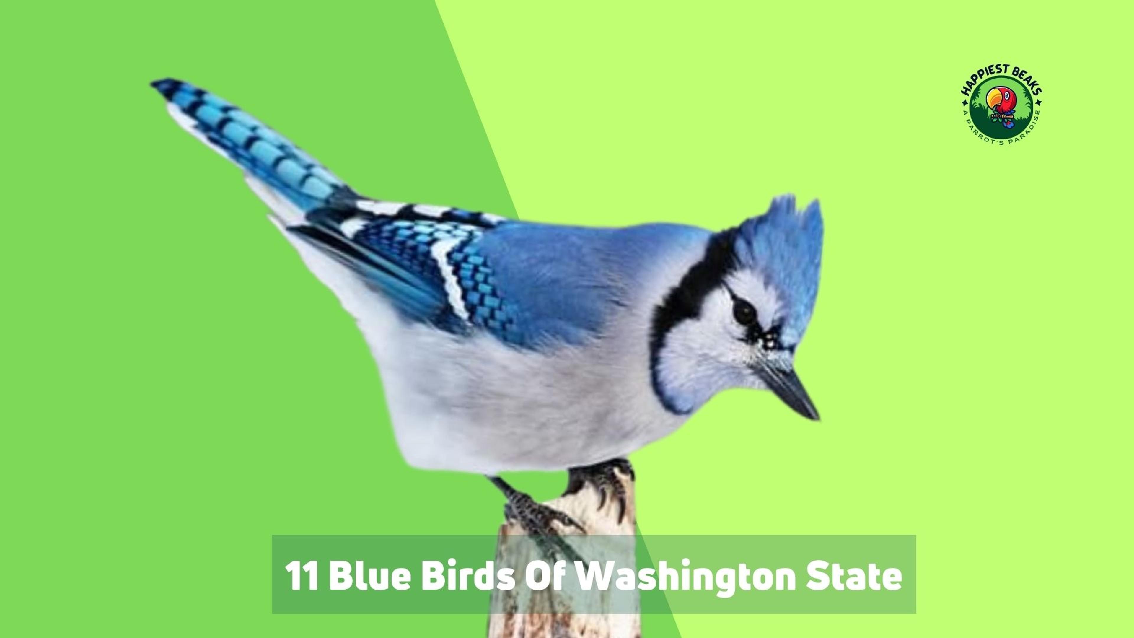 11 Blue Birds of Washington State