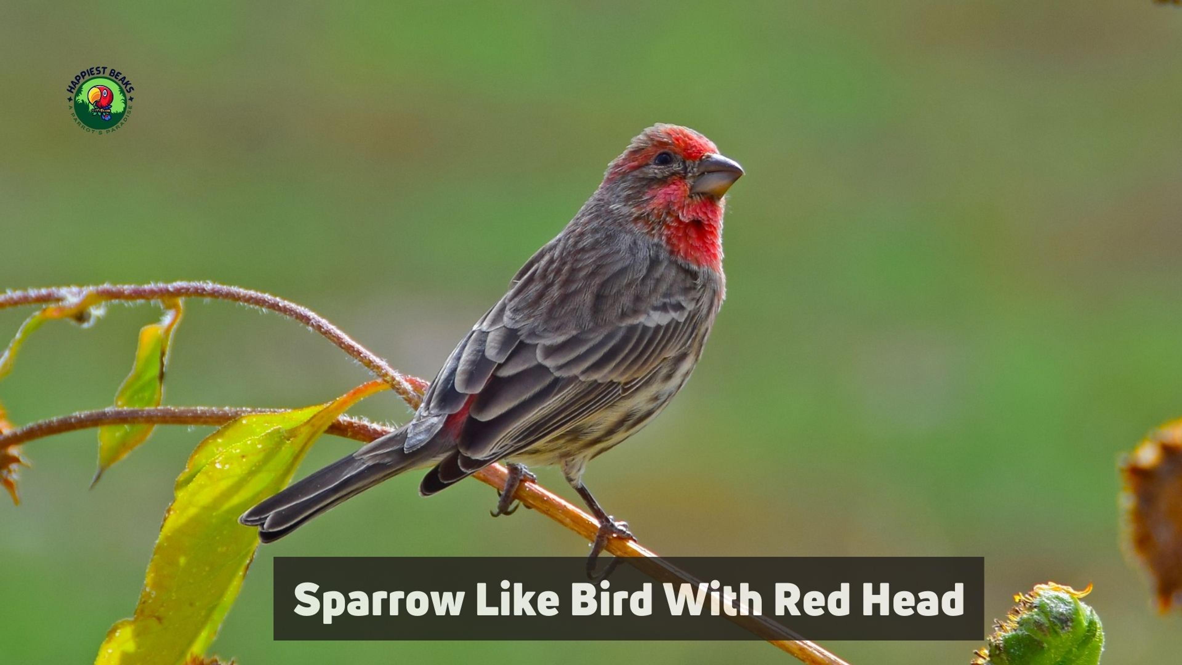 Sparrow Like Bird With Red Head