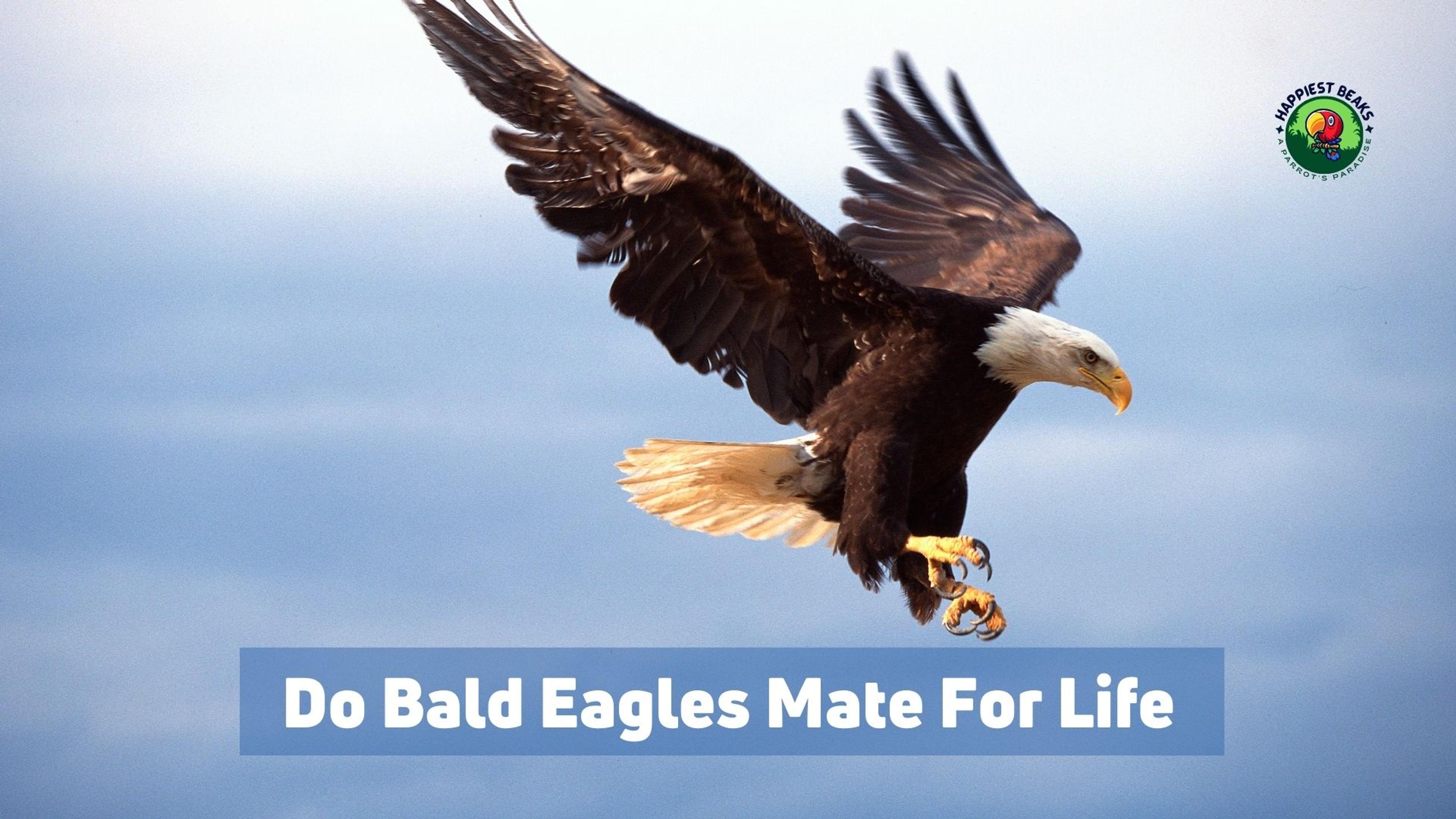 Do Bald Eagles Mate For Life