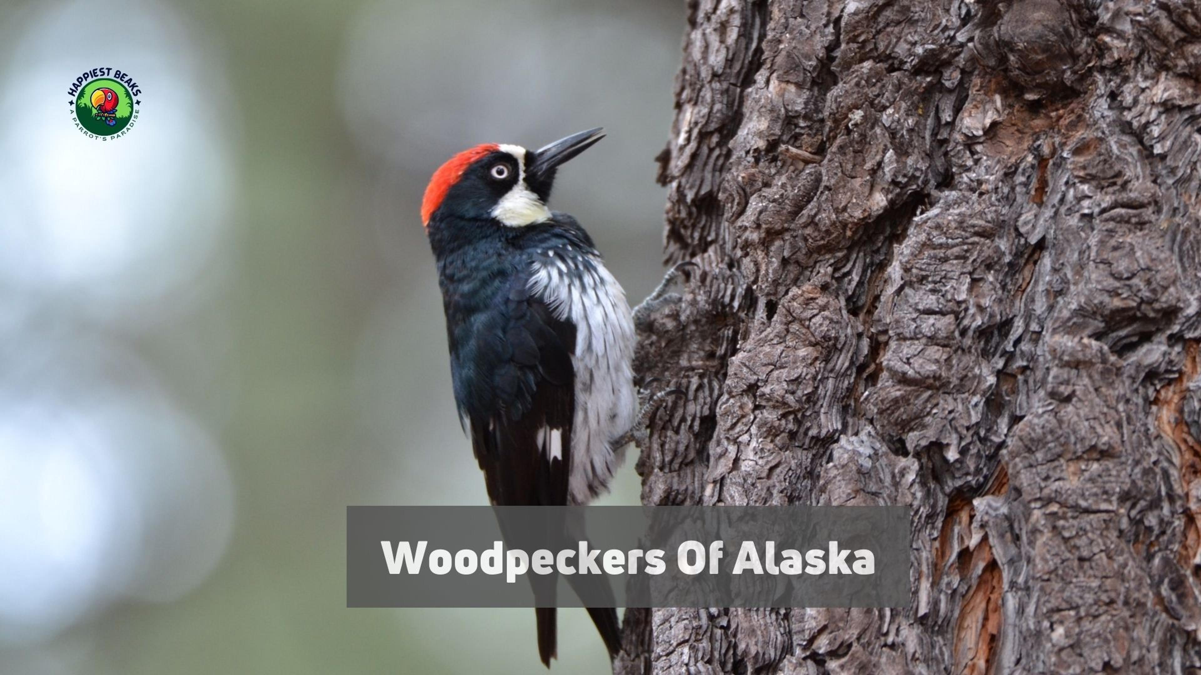 Woodpeckers Of Alaska