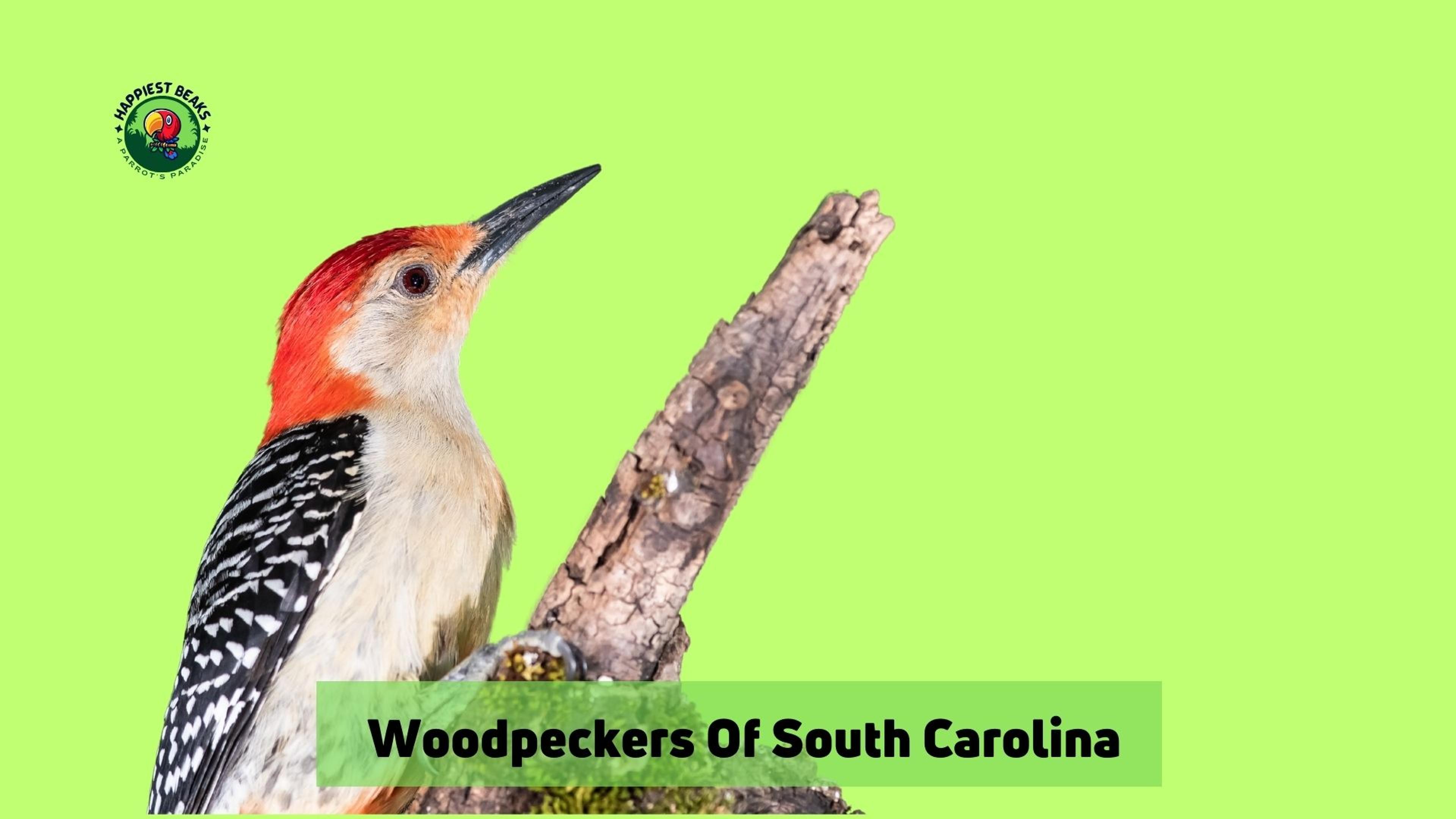 Woodpeckers of South Carolina