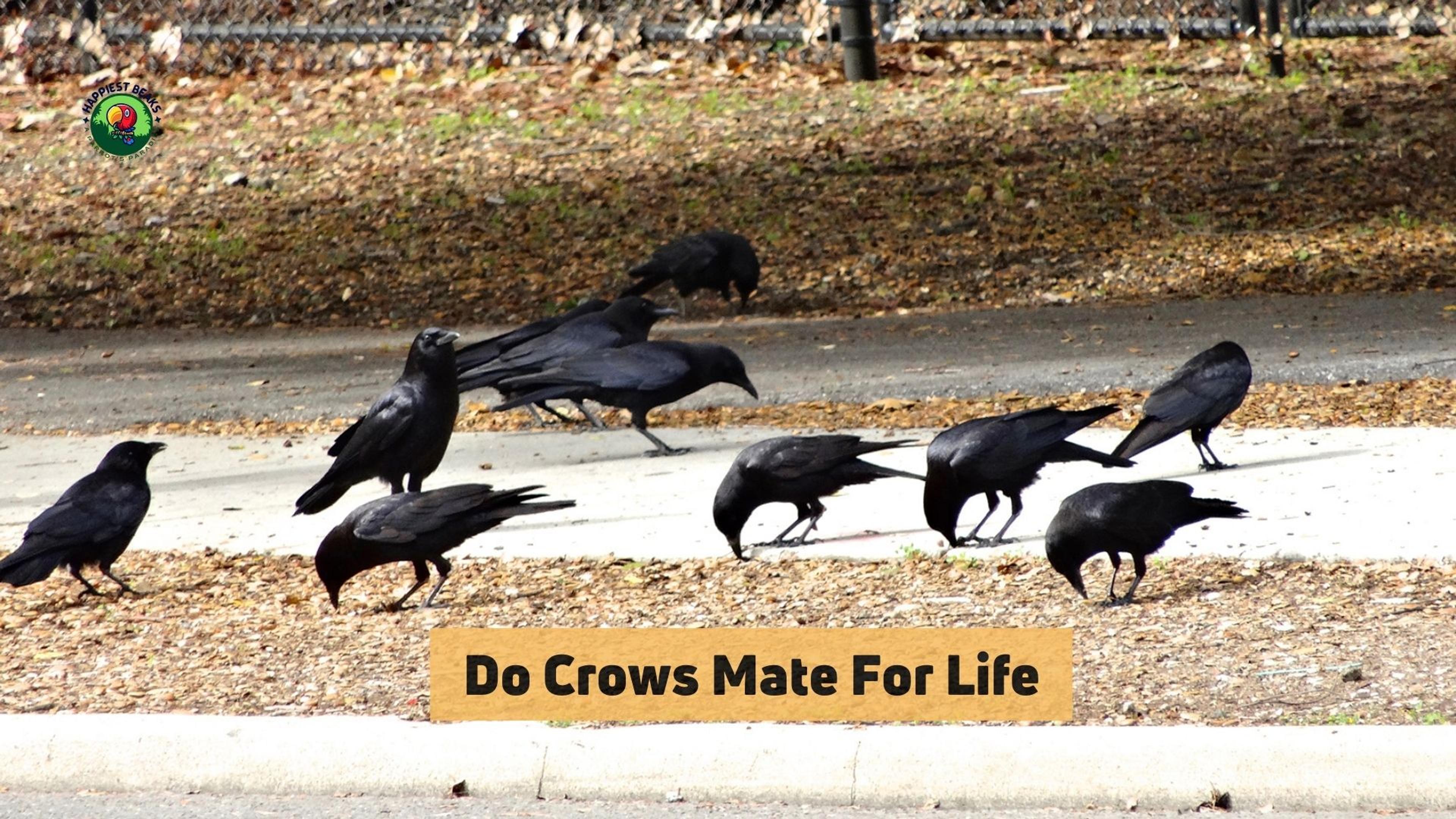 Do Crows Mate For Life 