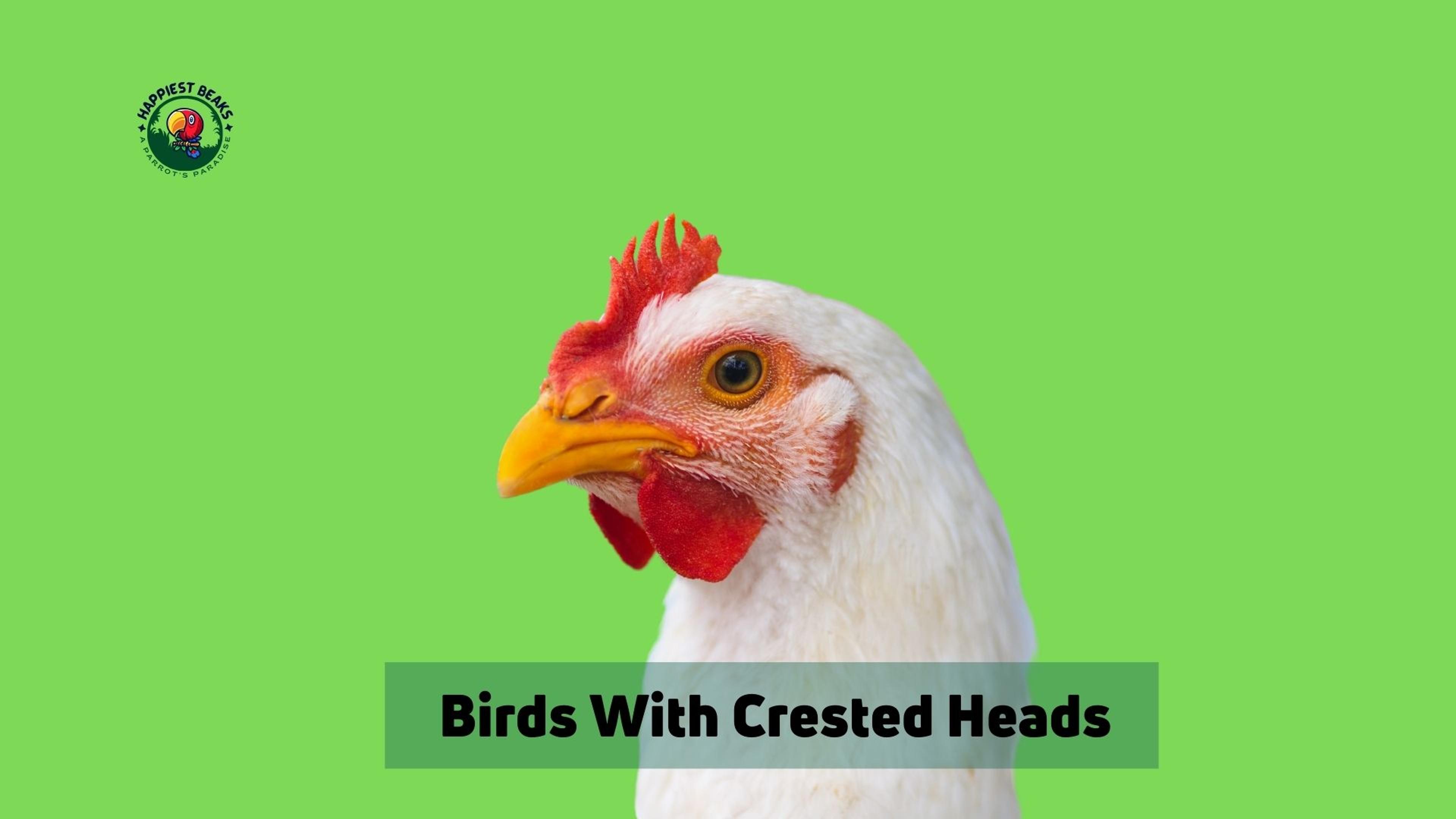 10 Birds With Crested Heads