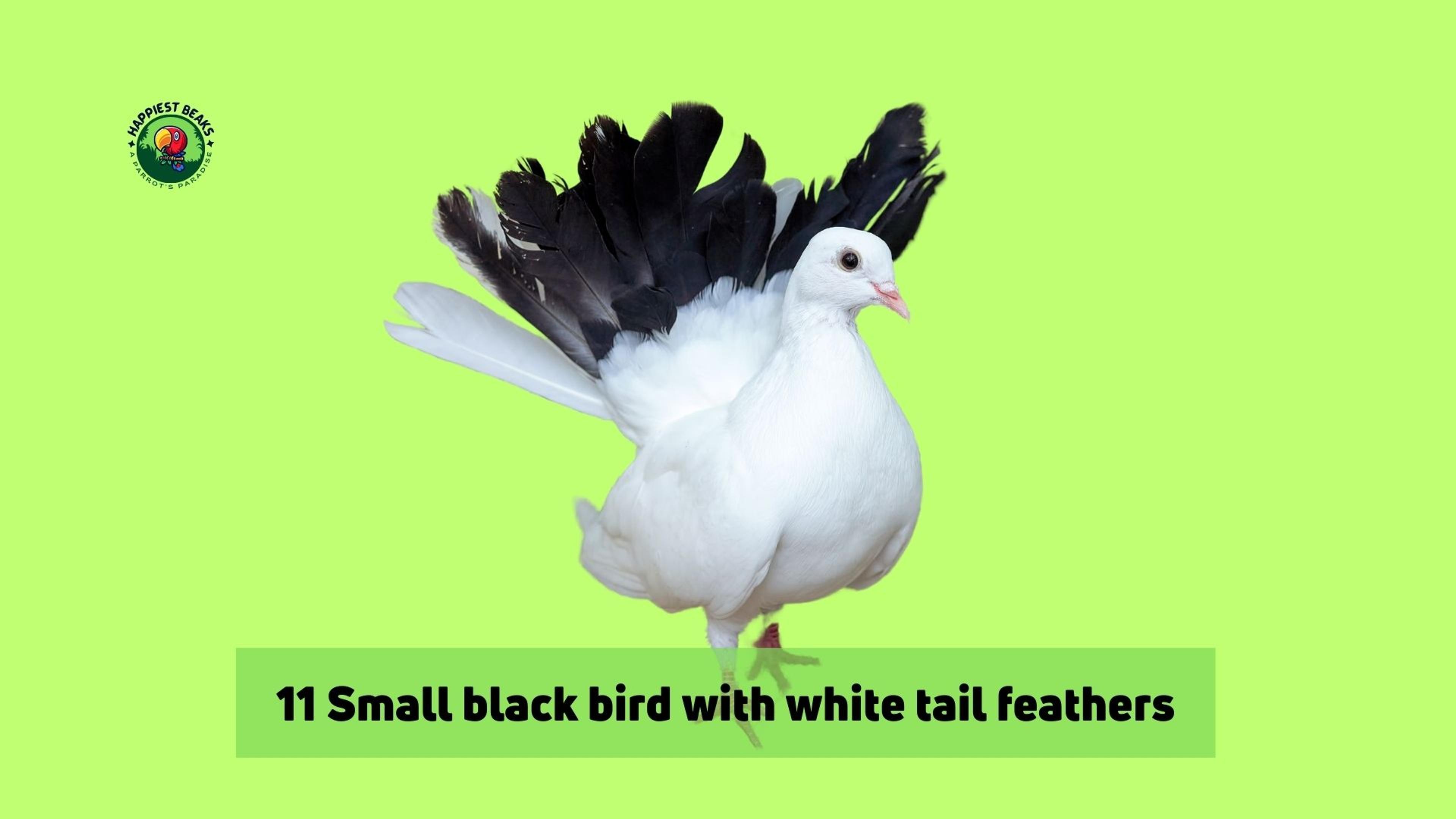 Small Black Bird With White Tail Feathers