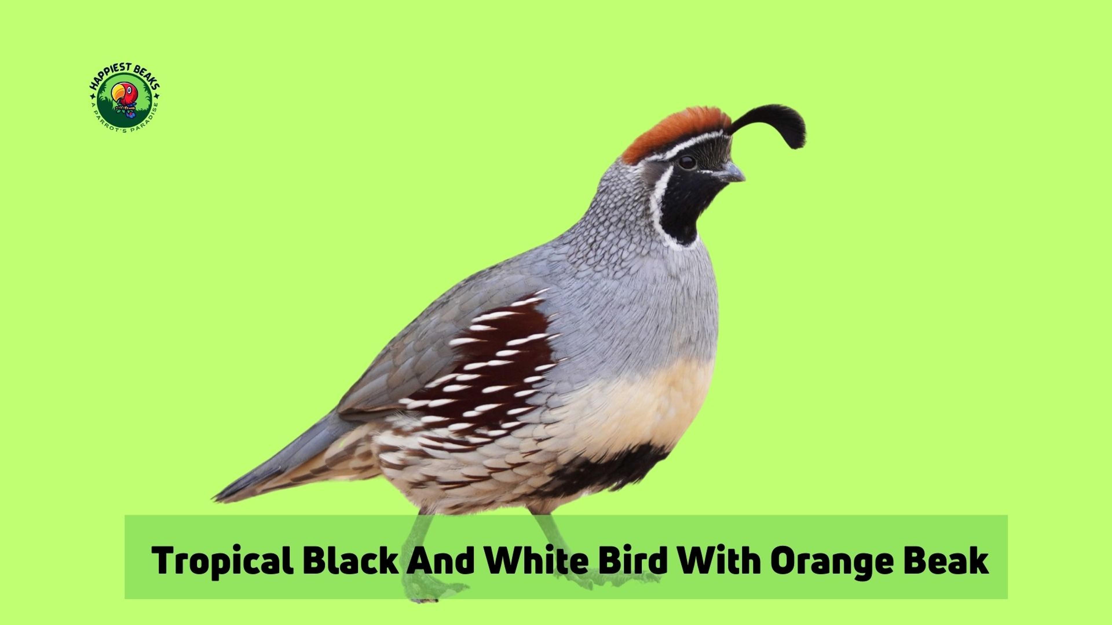 Tropical Black And White Bird With Orange Beak