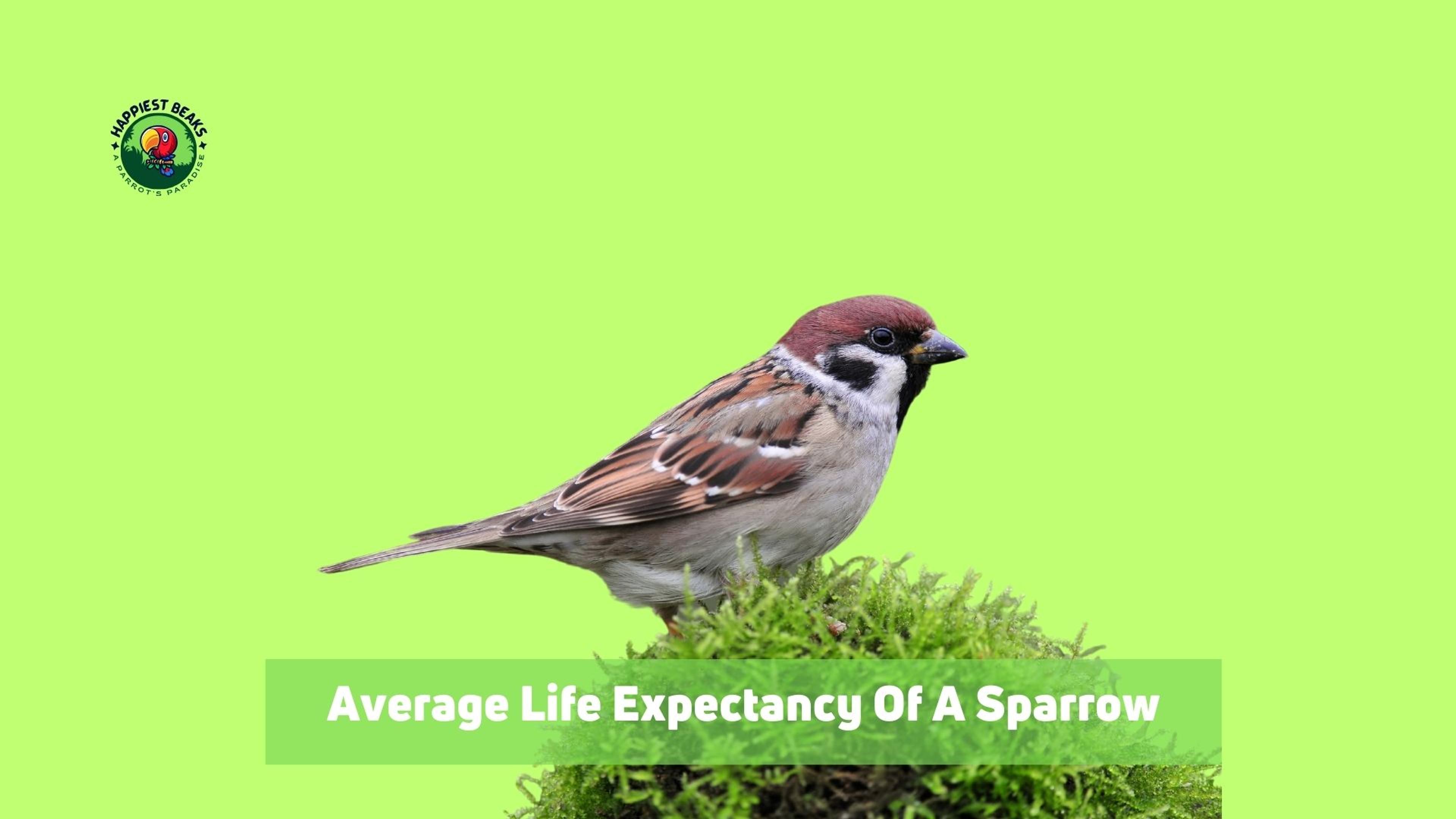 Average Life Expectancy of a Sparrow