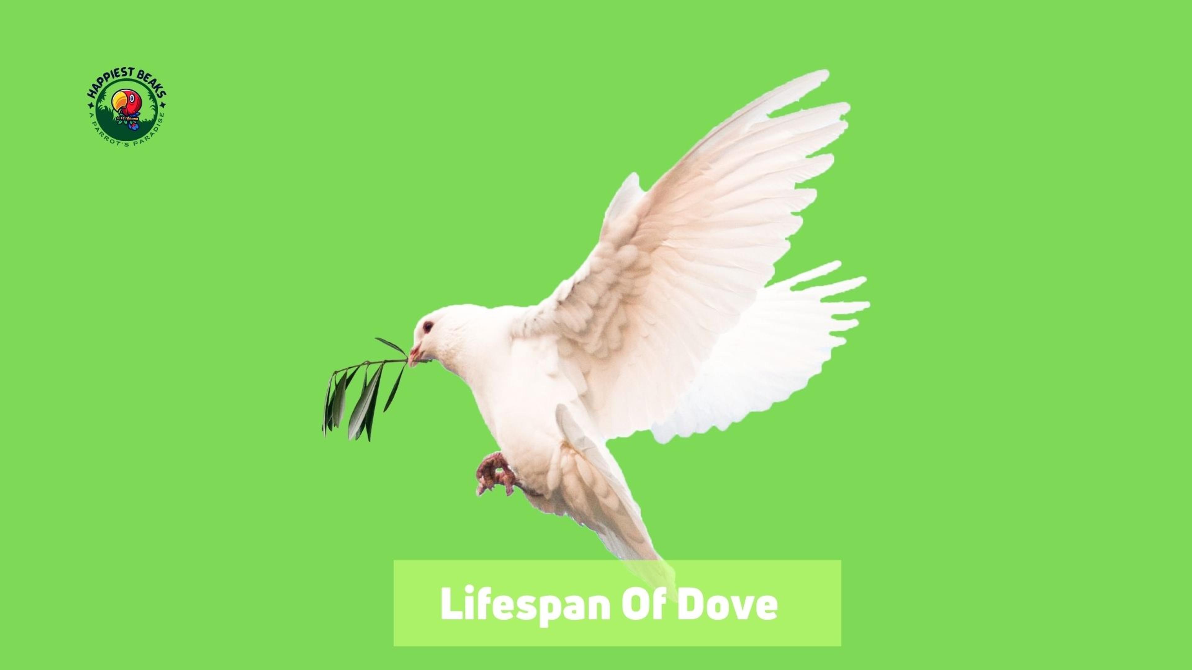 Lifespan of Dove