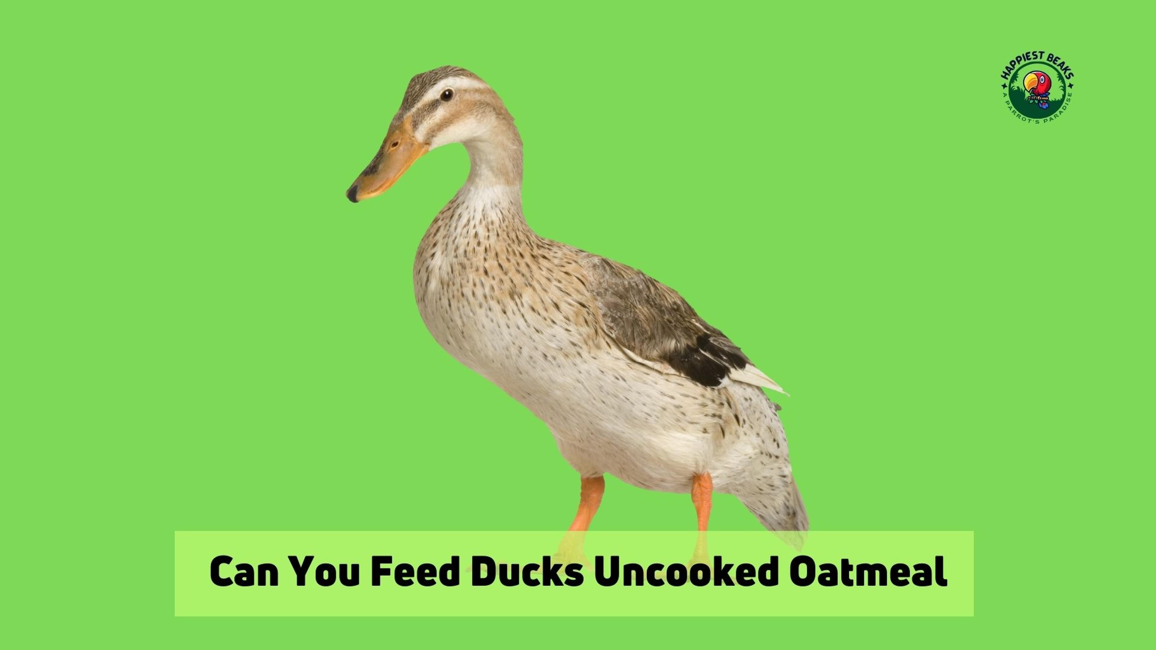 Can You Feed Ducks Uncooked Oatmeal