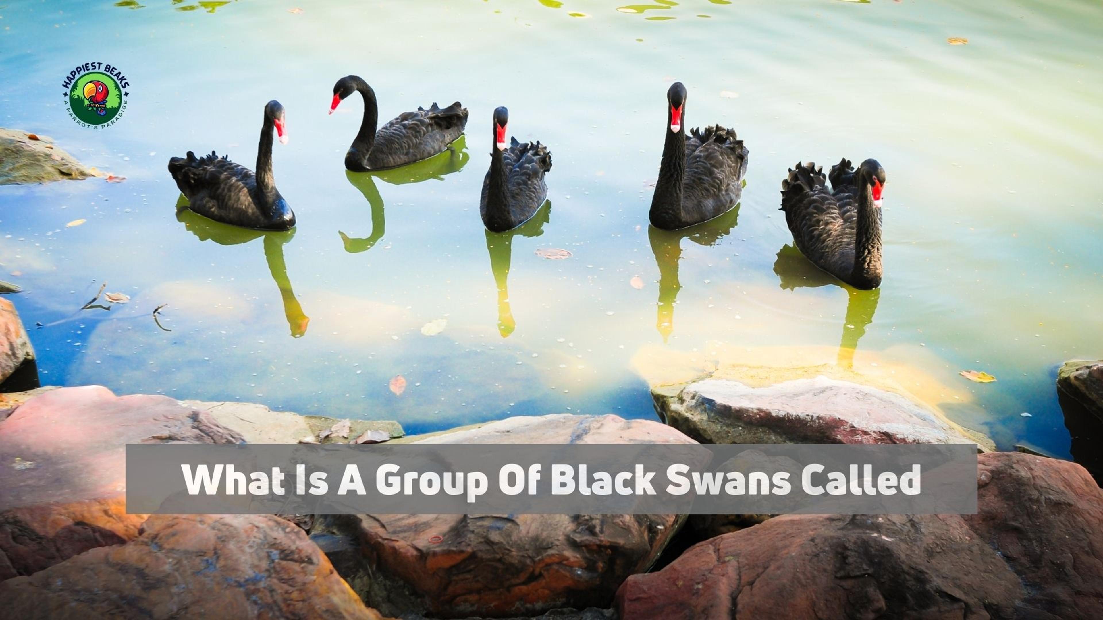 What is a Group Of Black Swans Called