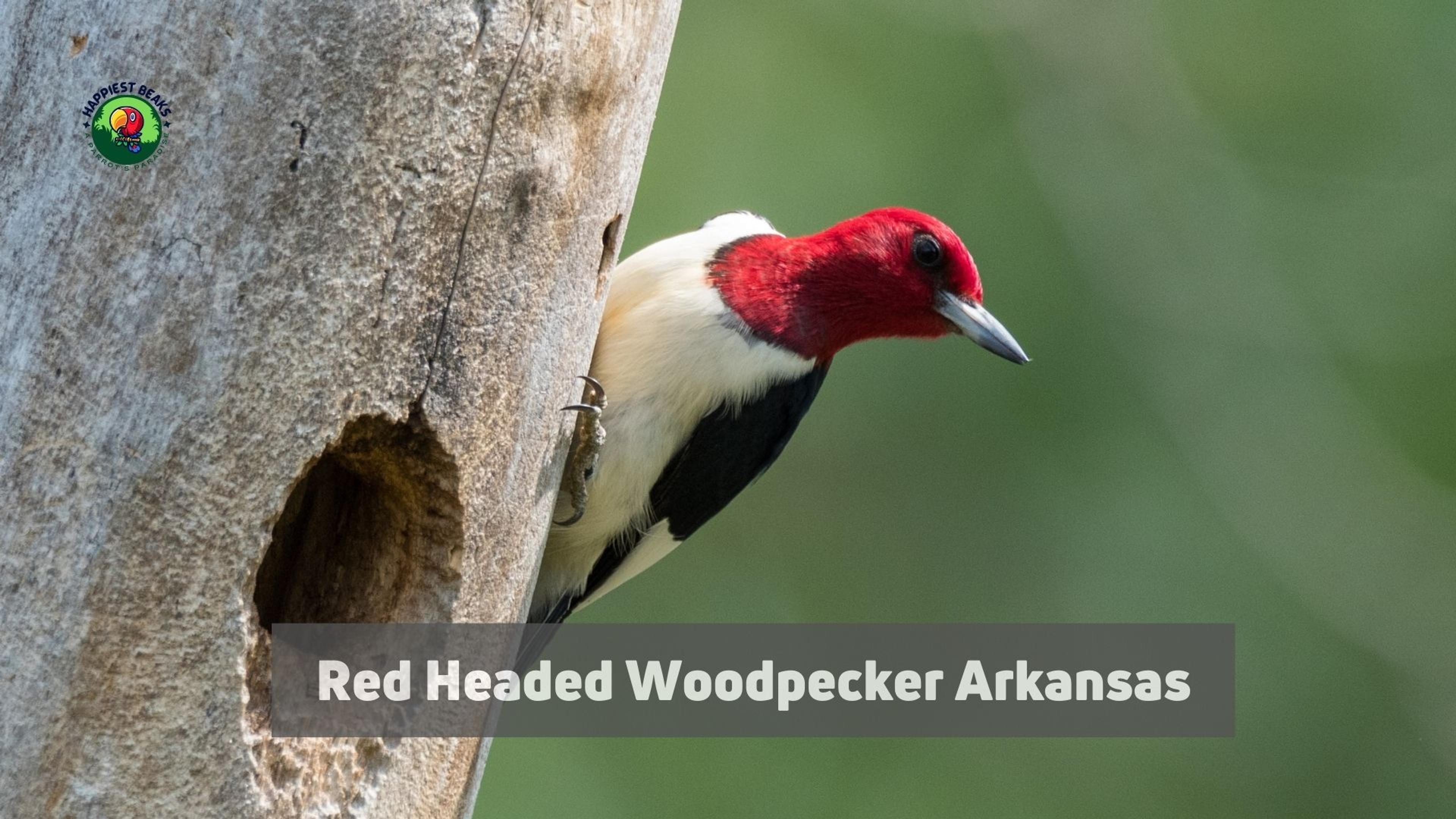Red Headed Woodpecker Arkansas