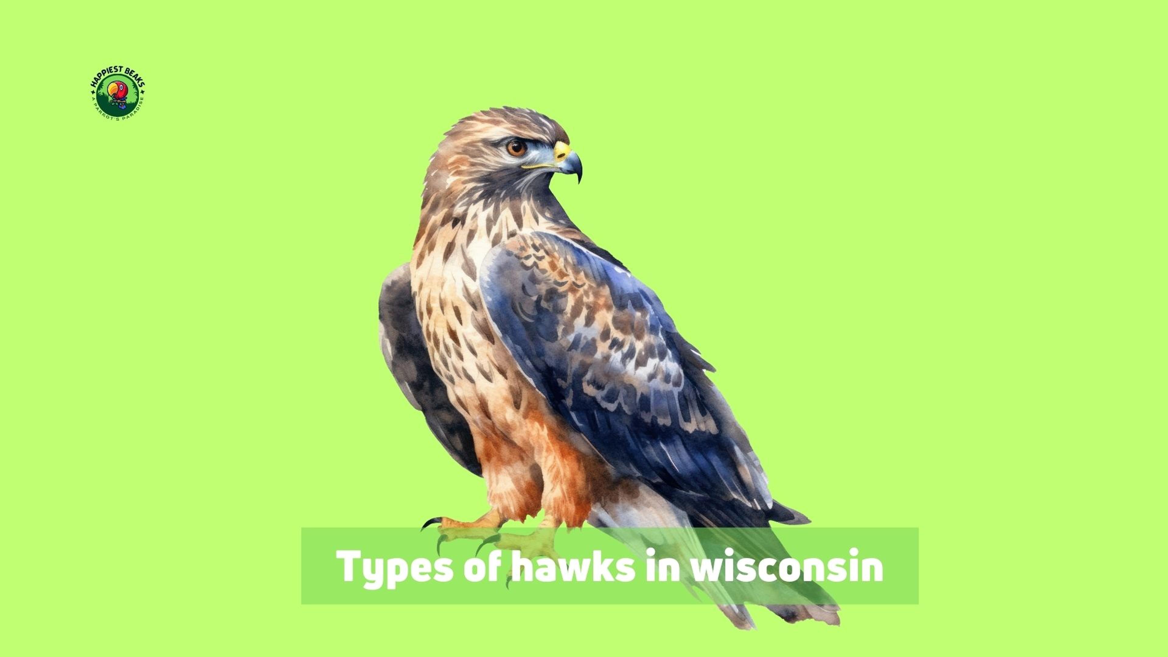 Types of Hawks in Wisconsin