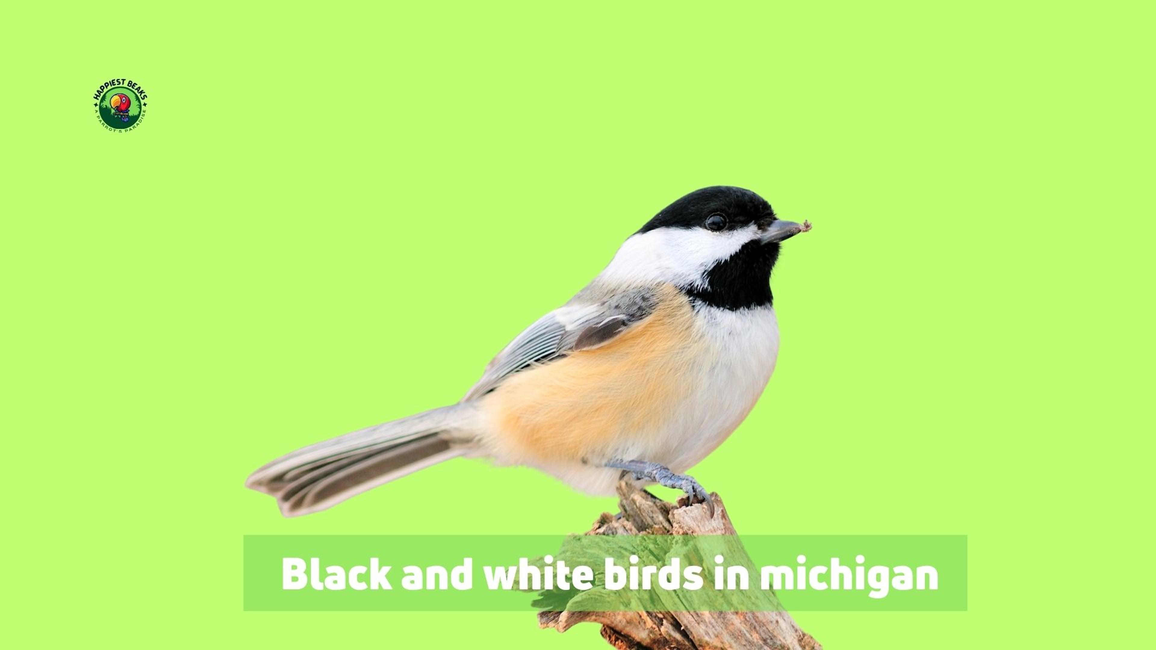 Black and White Birds in Michigan