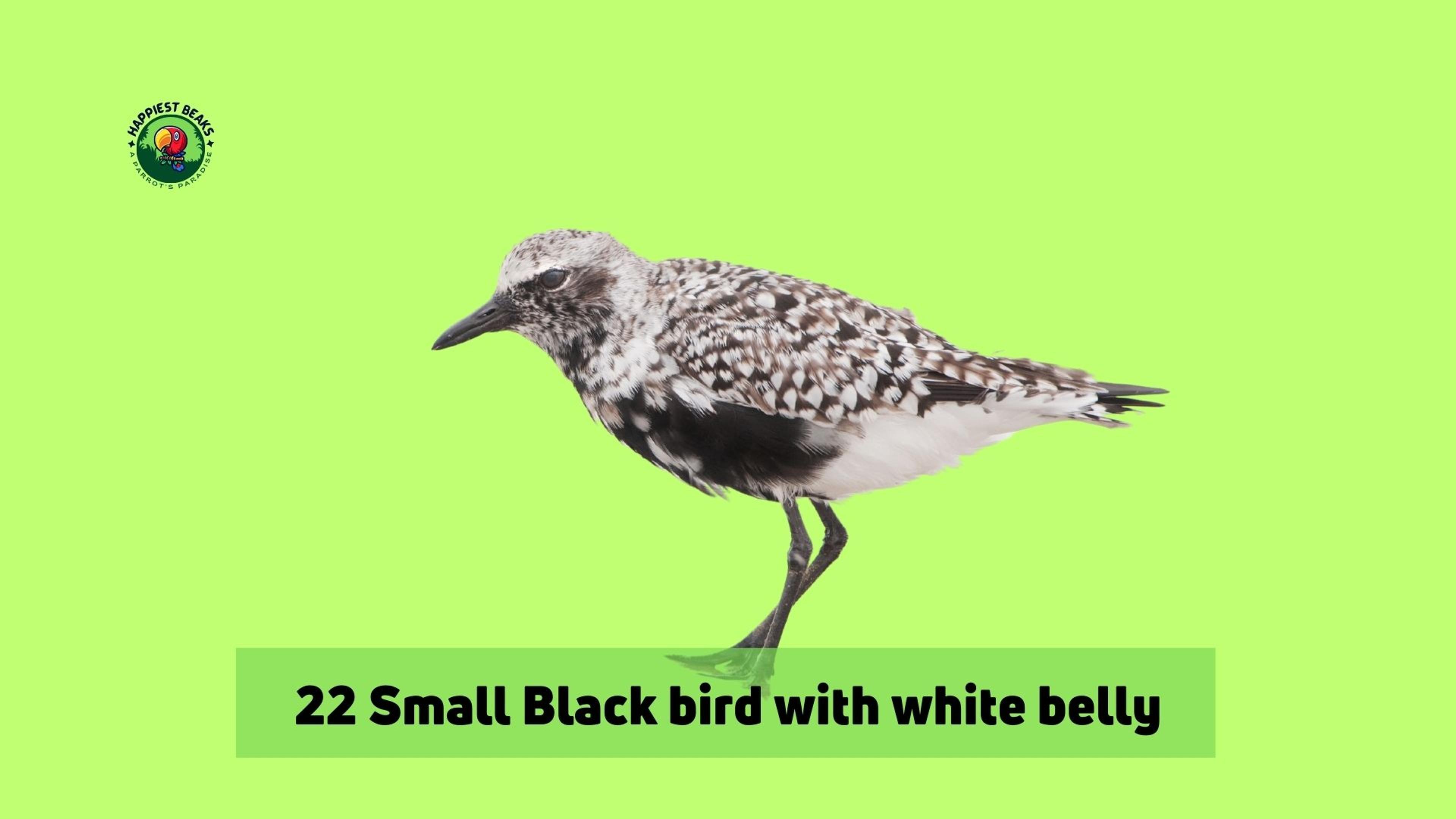 Small Black Bird With White Belly