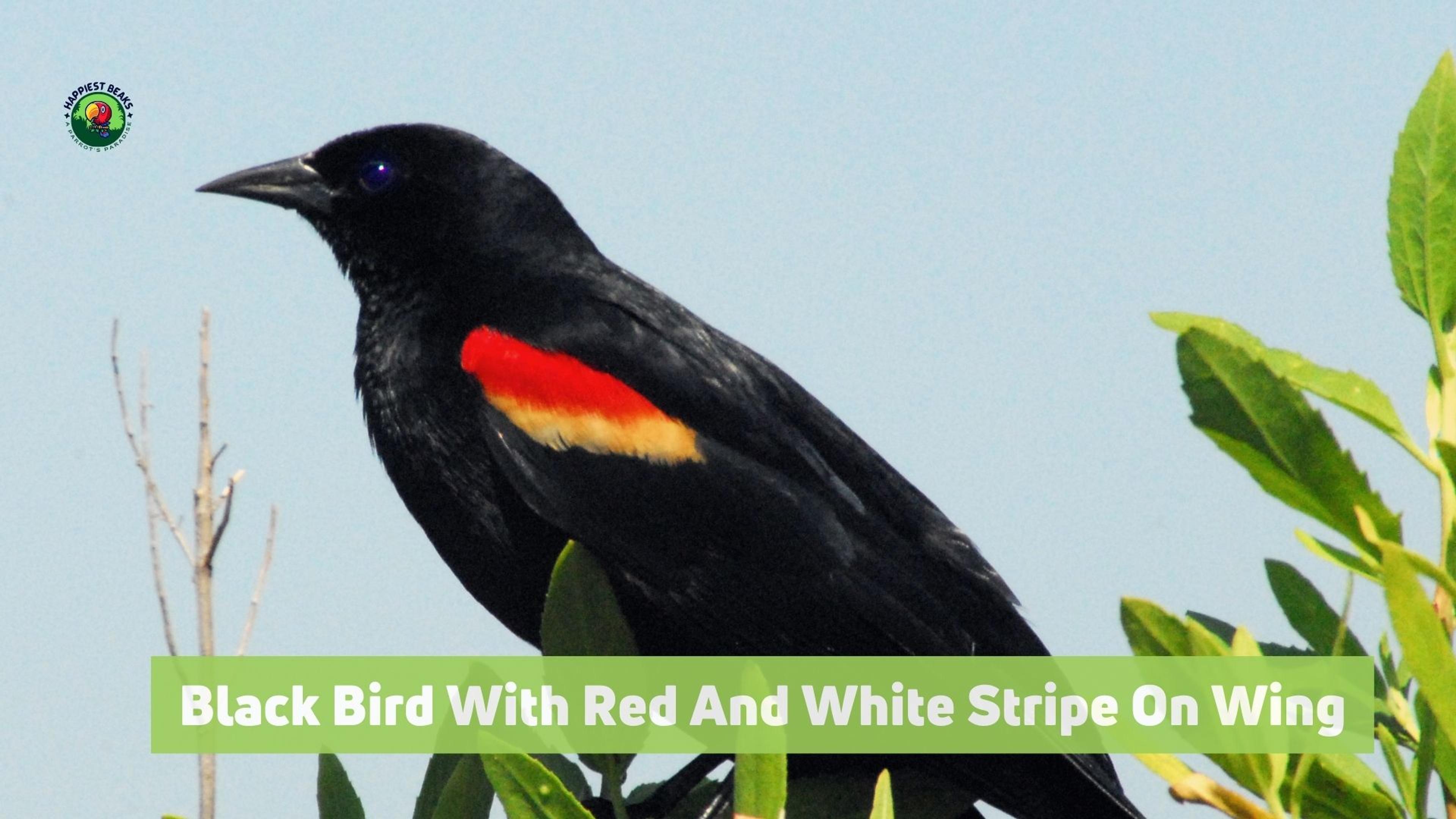 Black Bird With Red And White Stripe On Wing
