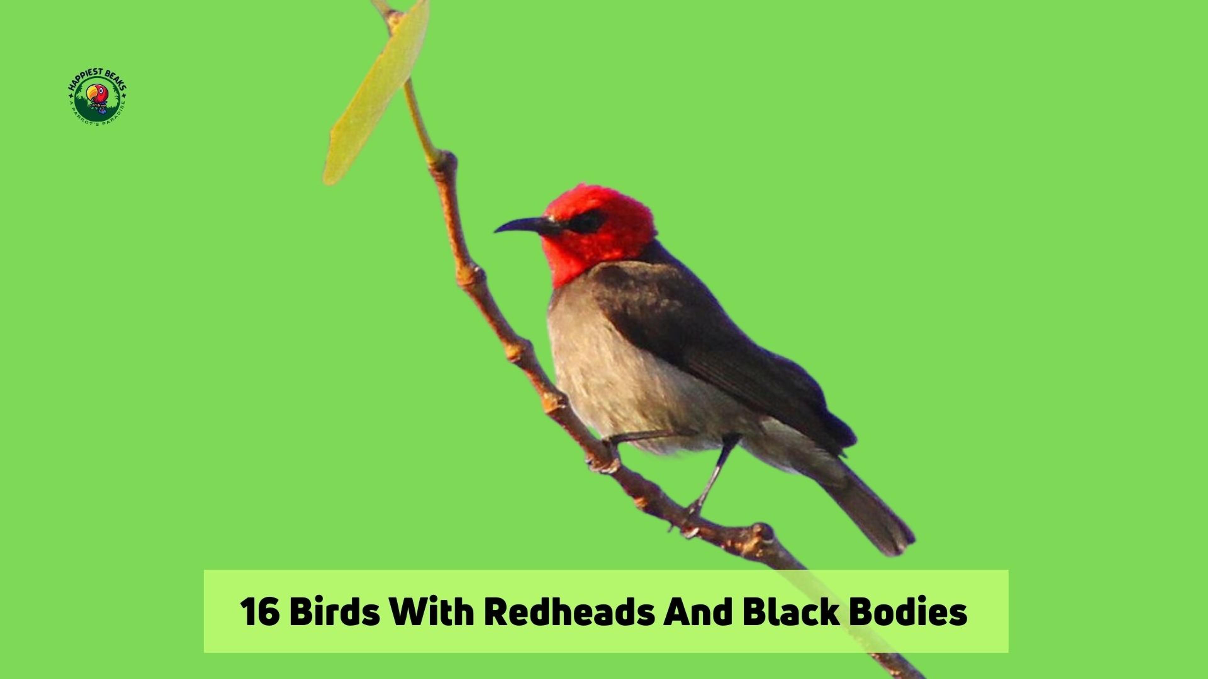 16 Birds With Redheads And Black Bodies