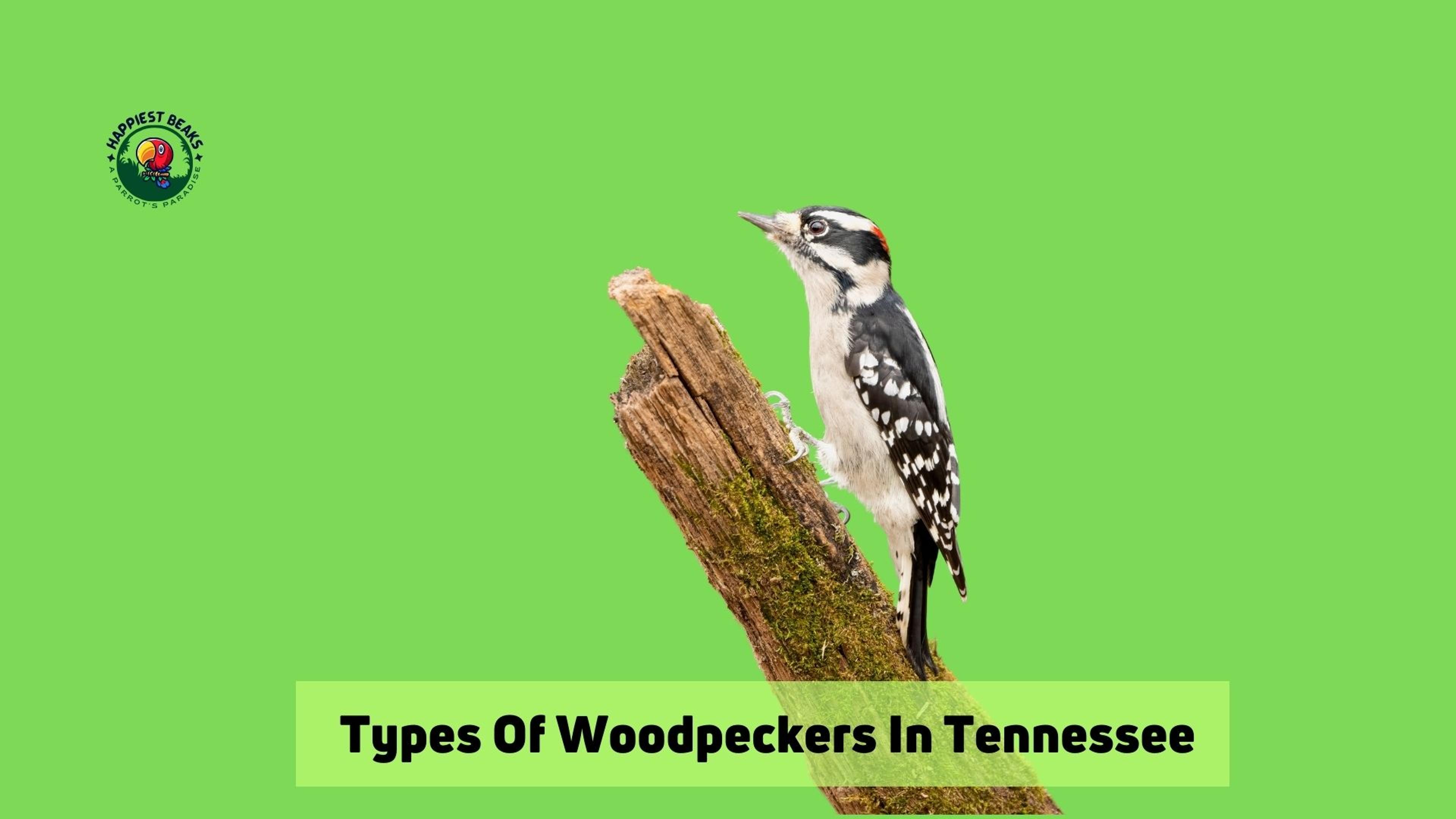Types of Woodpeckers in Tennessee