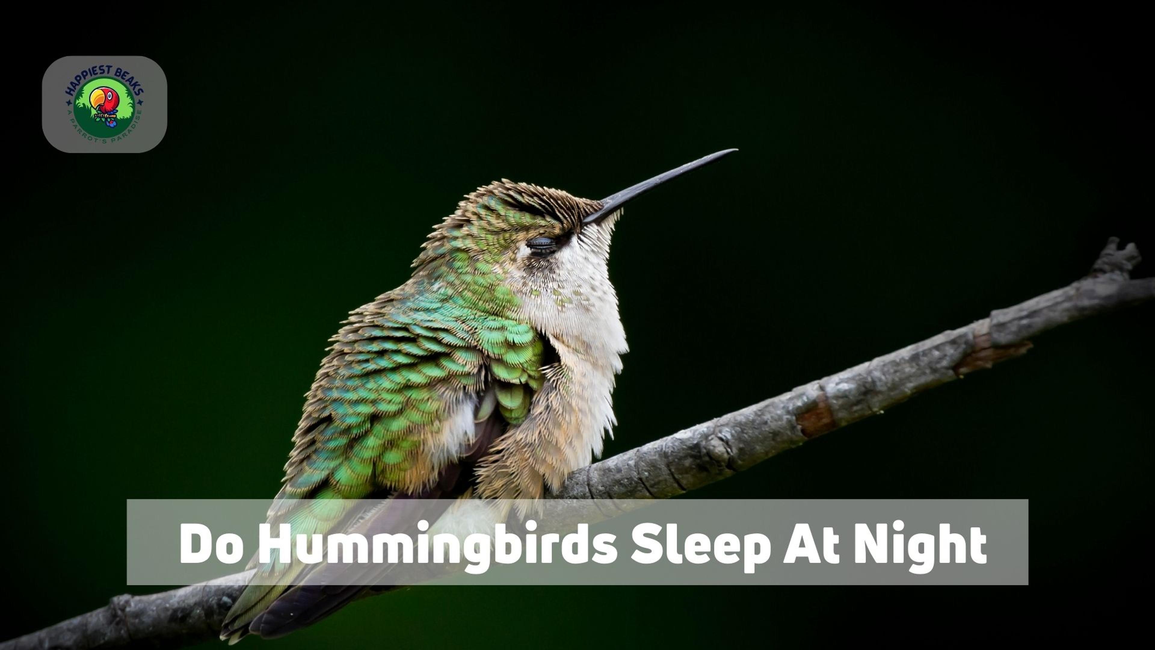 Do Hummingbirds Sleep At Night