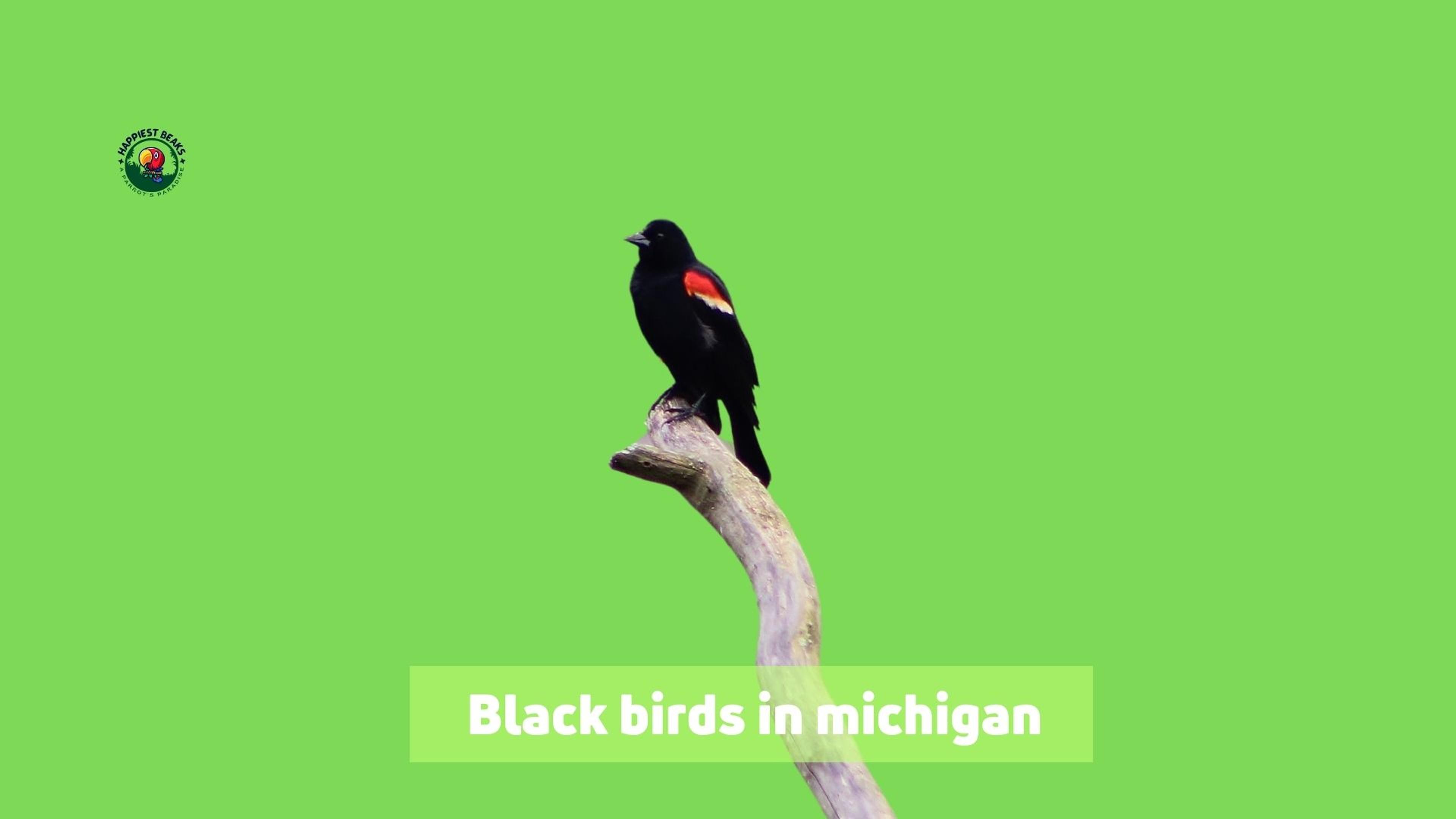 Black Birds in Michigan