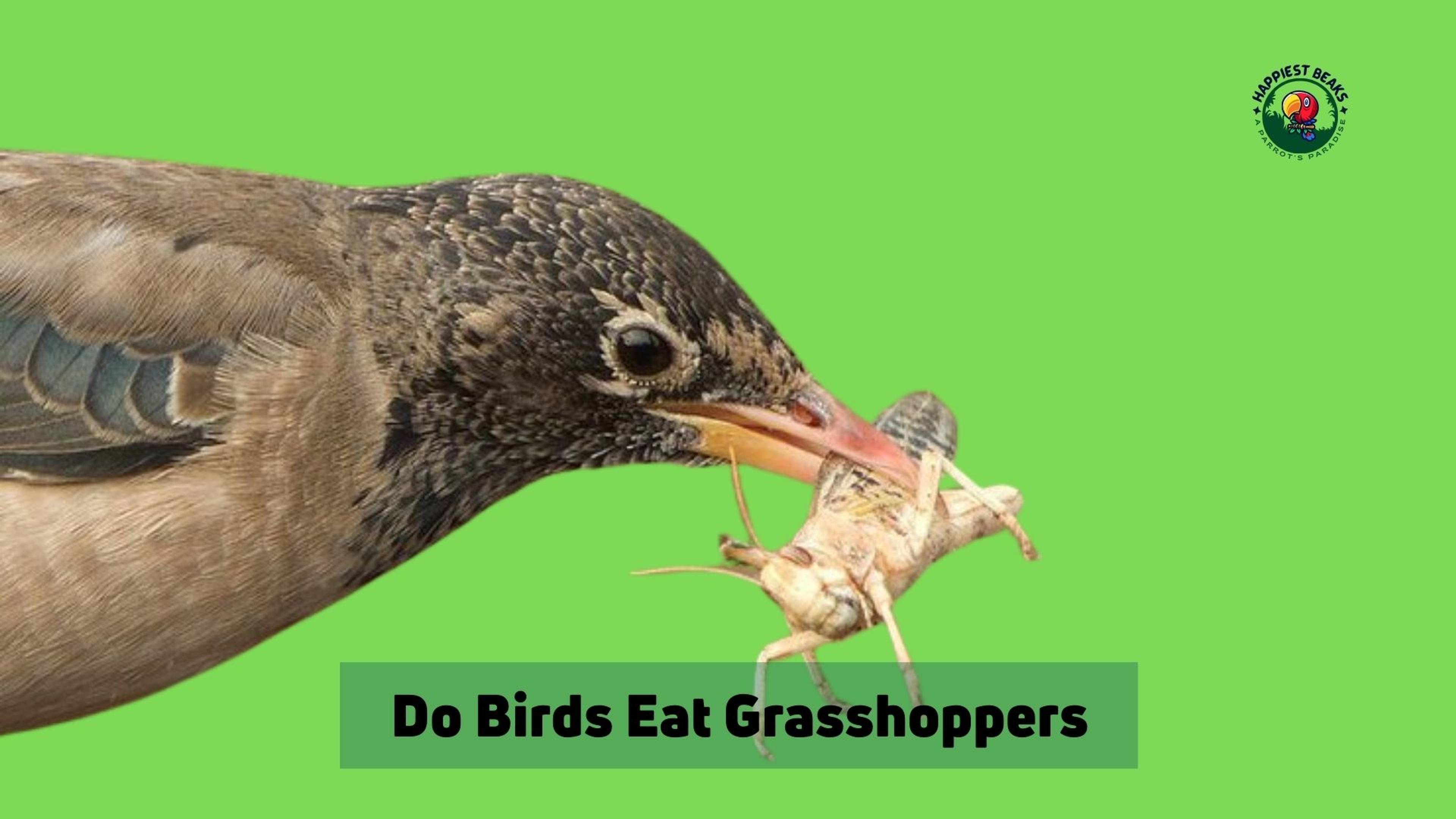 Do Birds Eat Grasshoppers