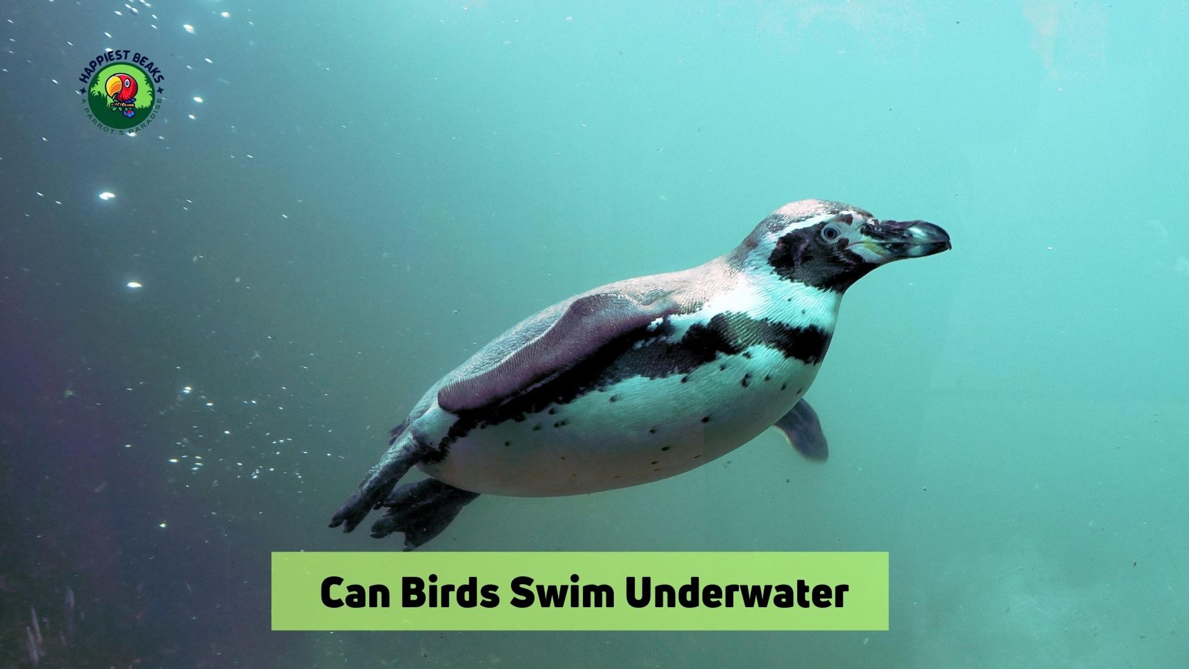 Can Birds Swim Underwater