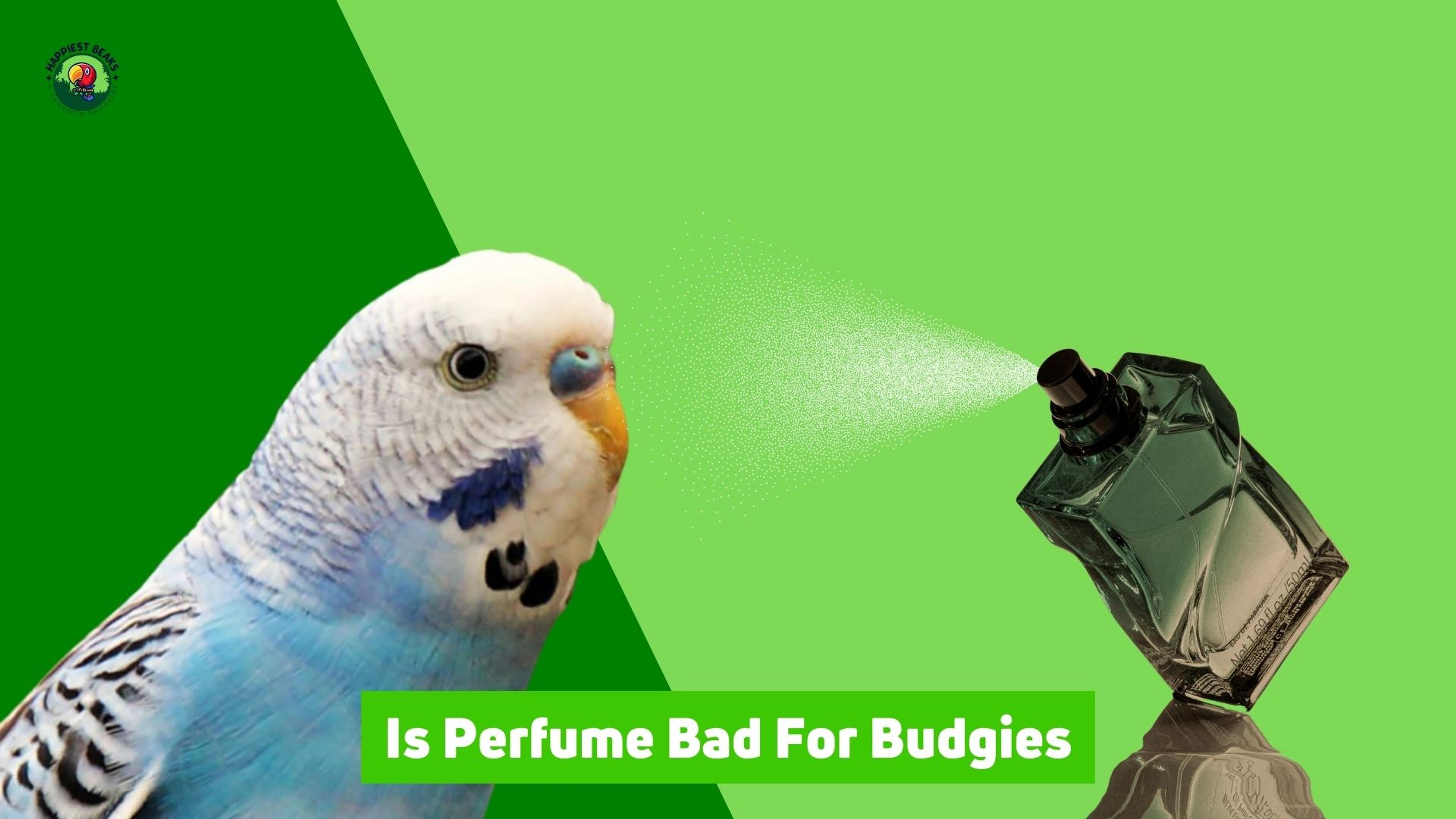 Is Perfume Bad for Budgies?