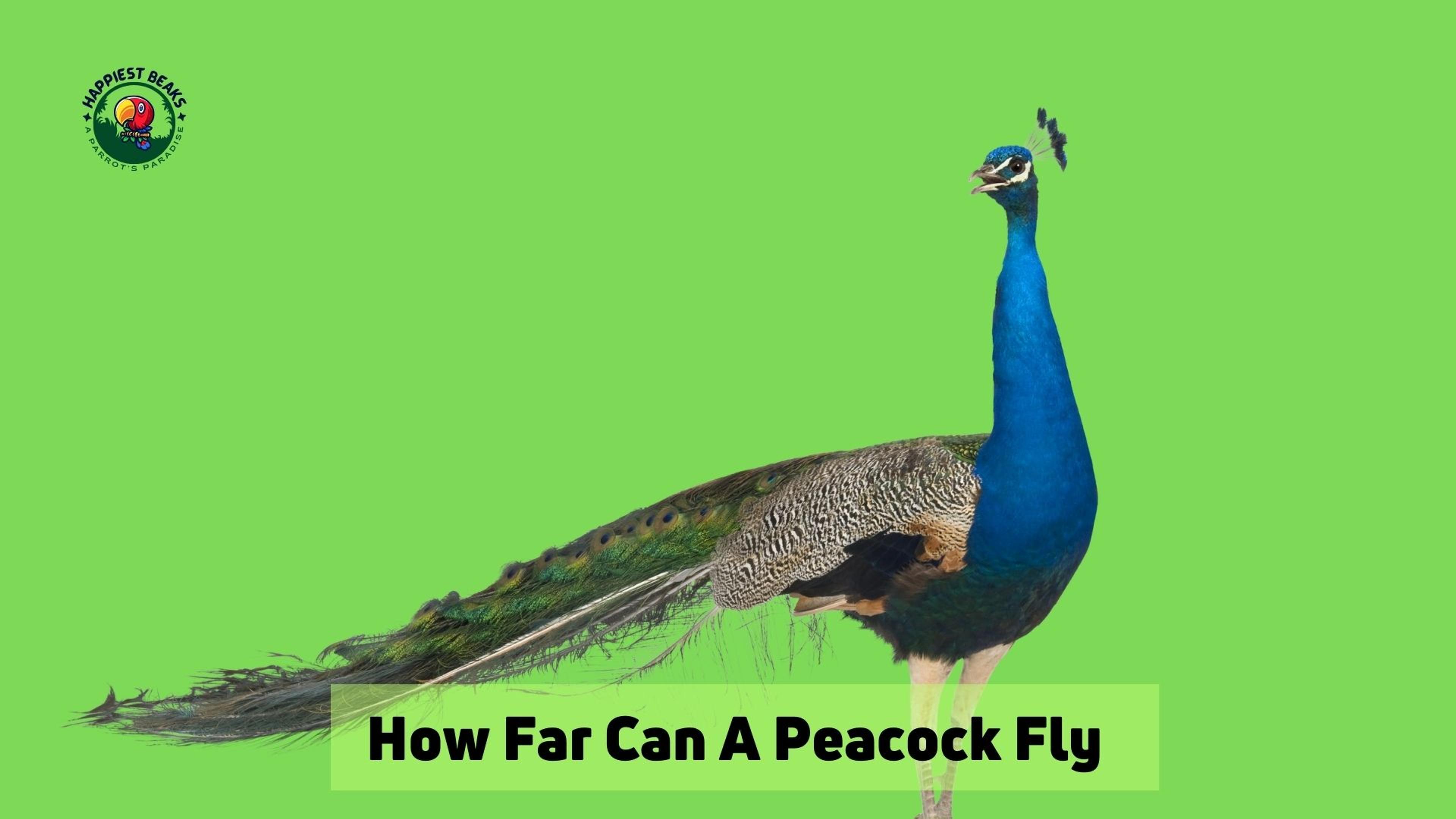 How Far Can A Peacock Fly