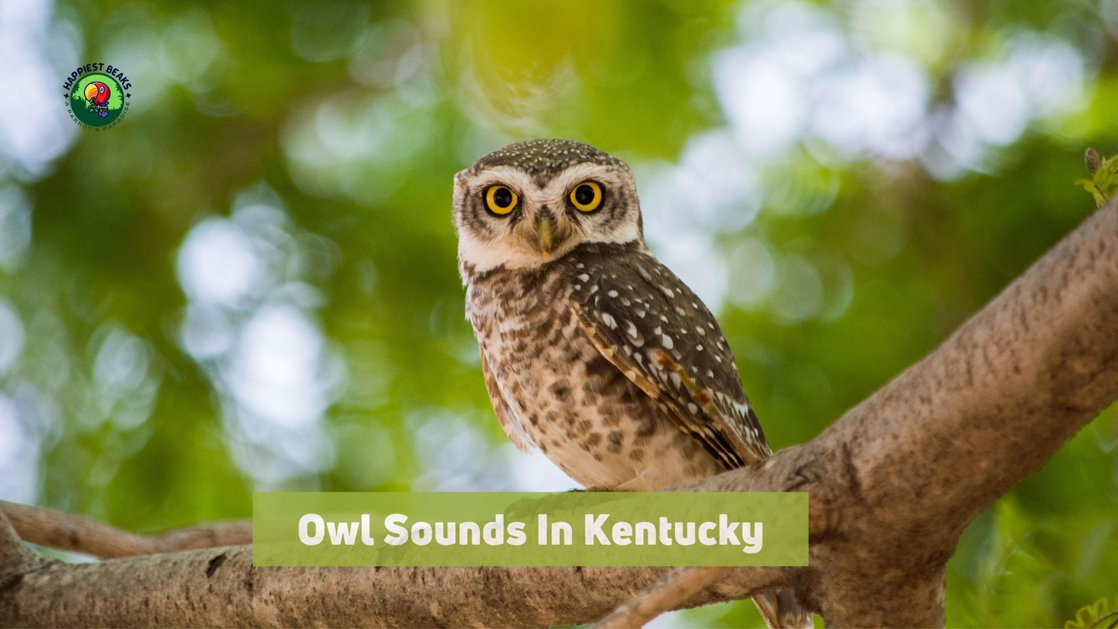 Owl Sounds In Kentucky