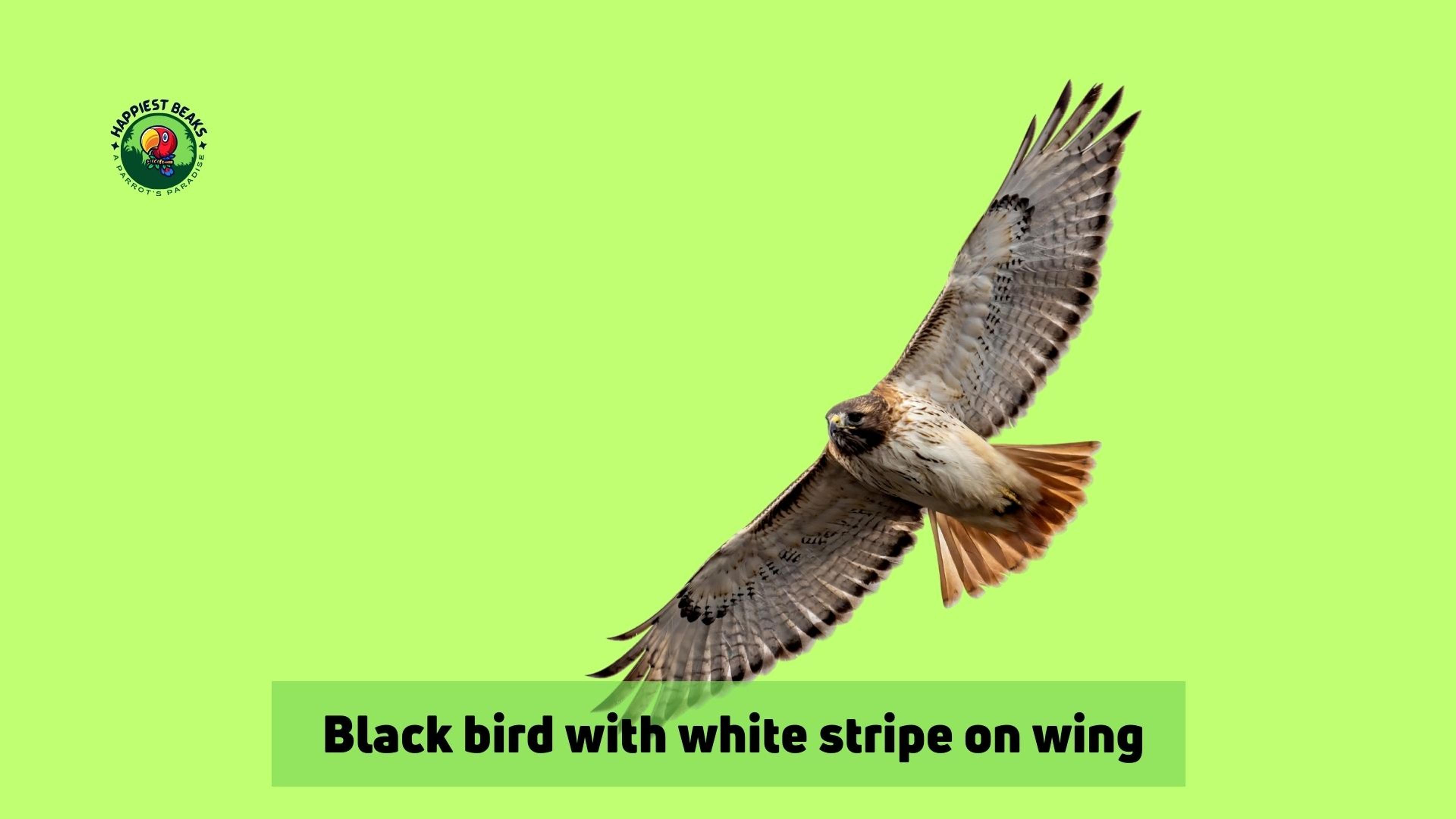 Black Bird With White Stripe On Wing