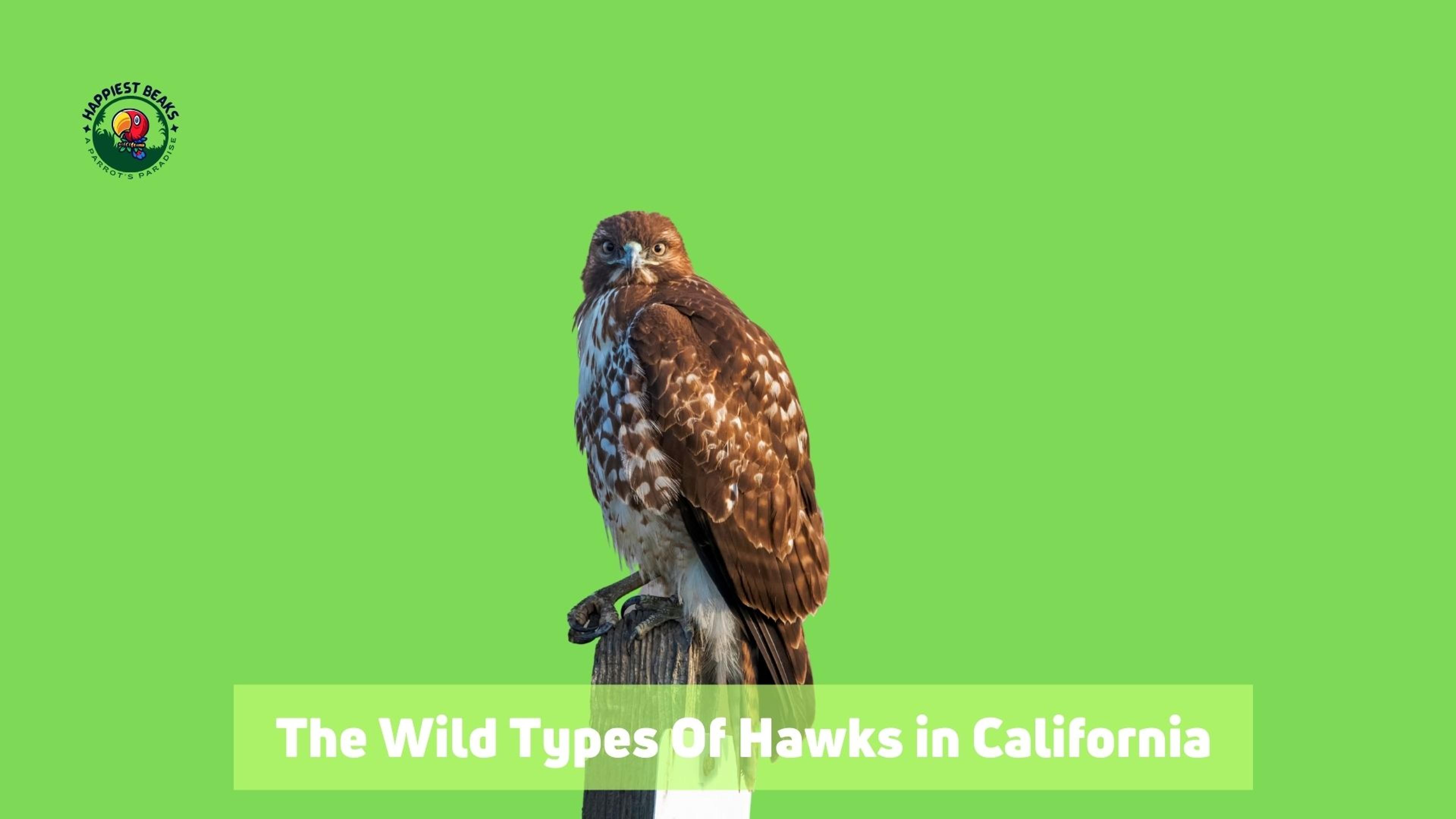 Types Of Hawks In California