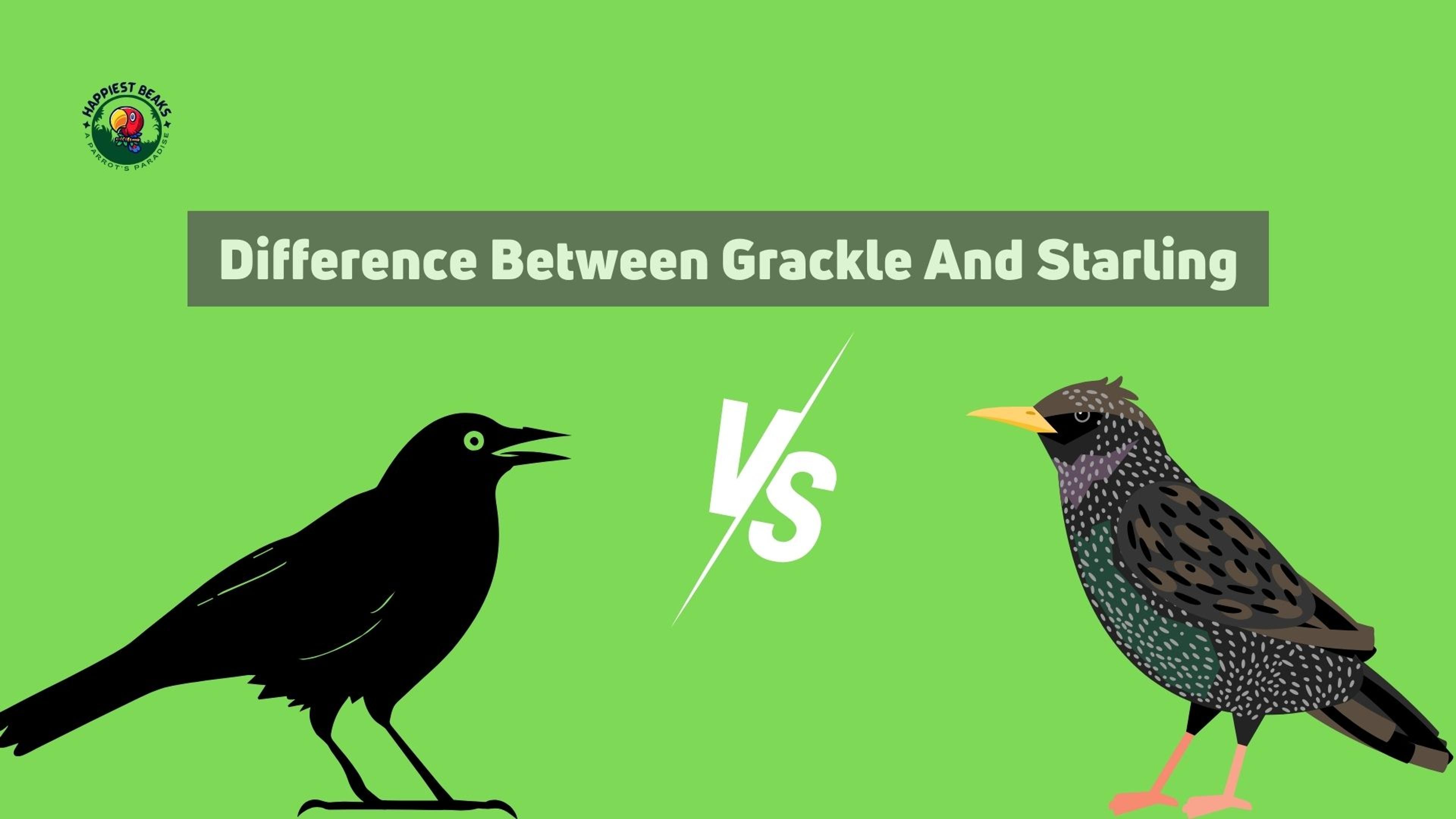 Difference Between Grackle and Starling