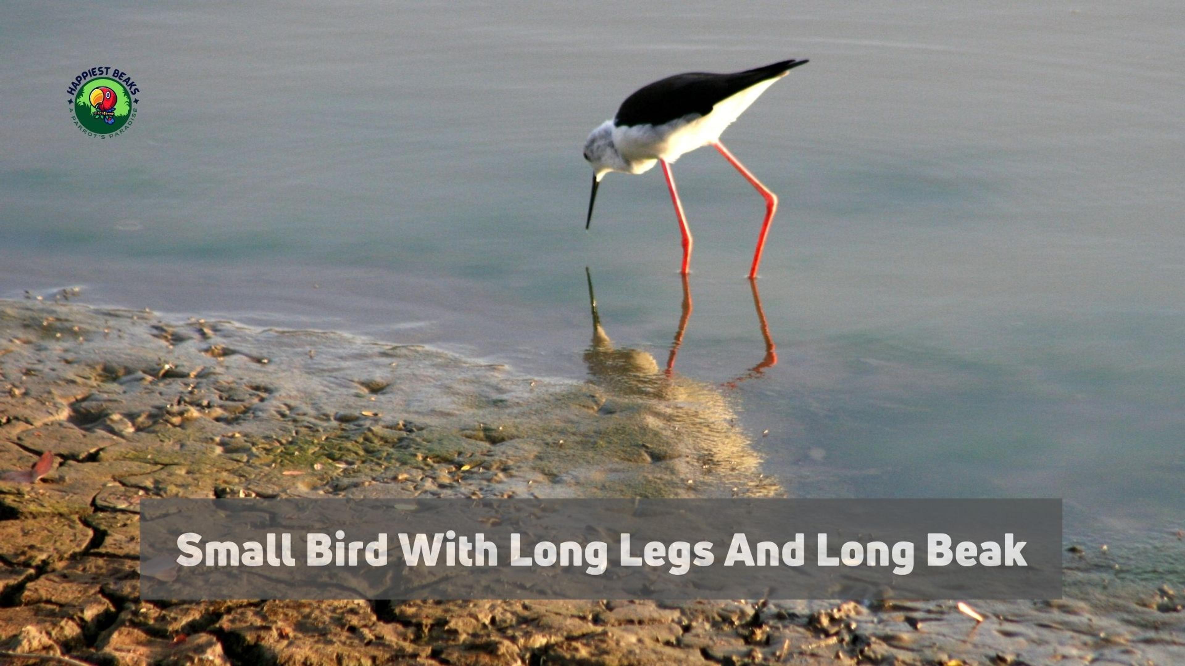 Small Bird With Long Legs And Long Beak