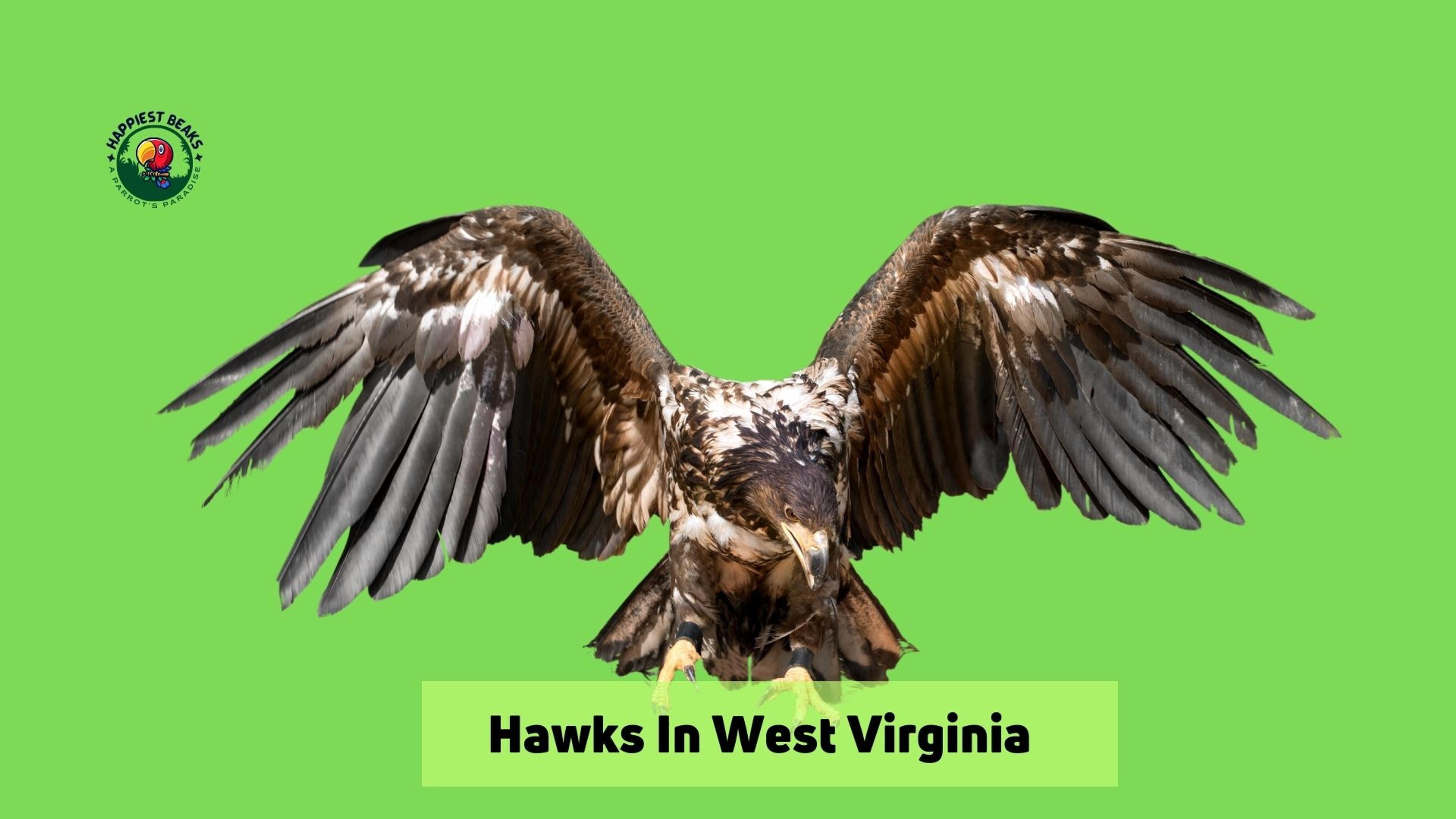 Hawks In West Virginia